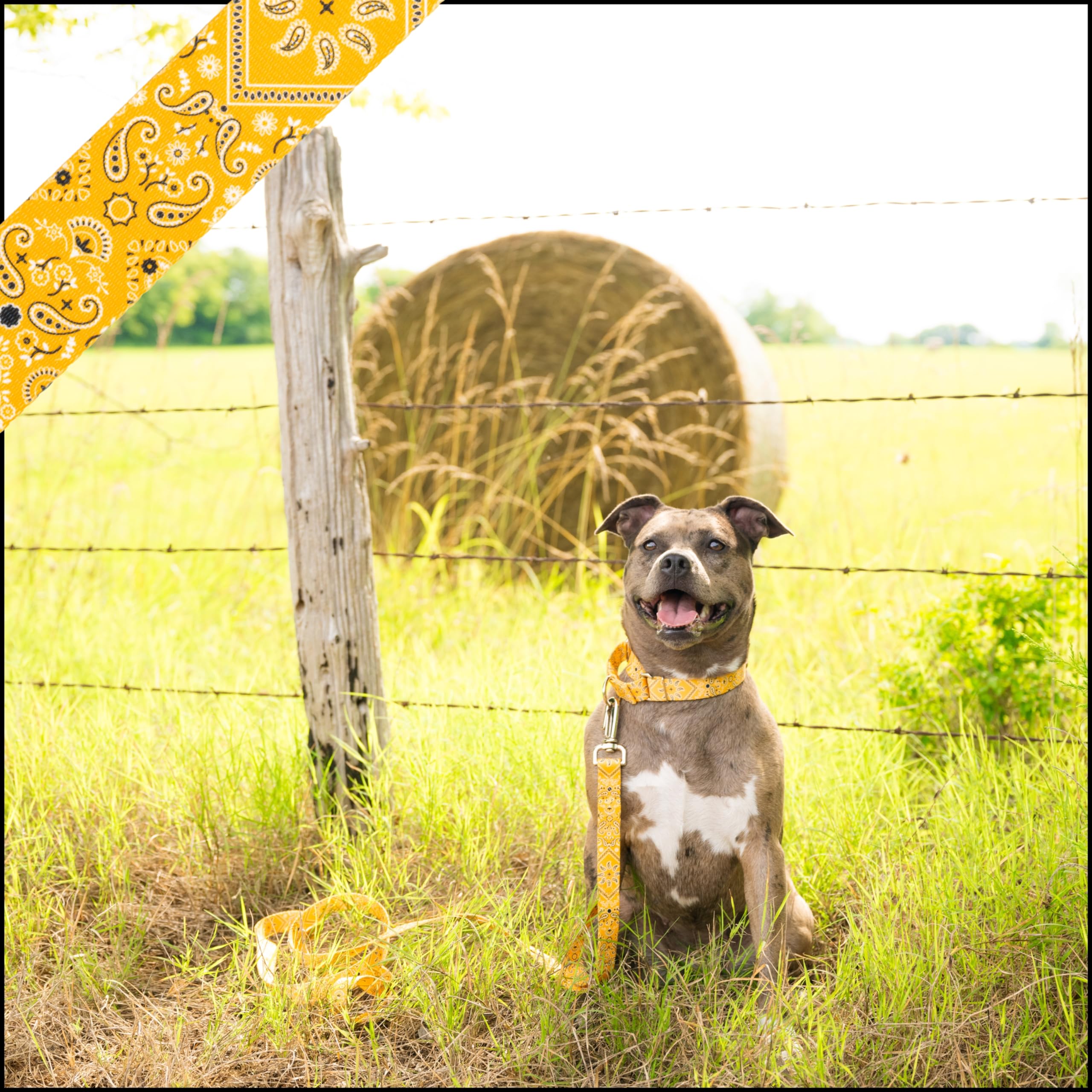 Country Brook Petz - Yellow Bandana Martingale Dog Collar - Country And Western Collection Featuring Rustic Designs (1 Inch, Ext