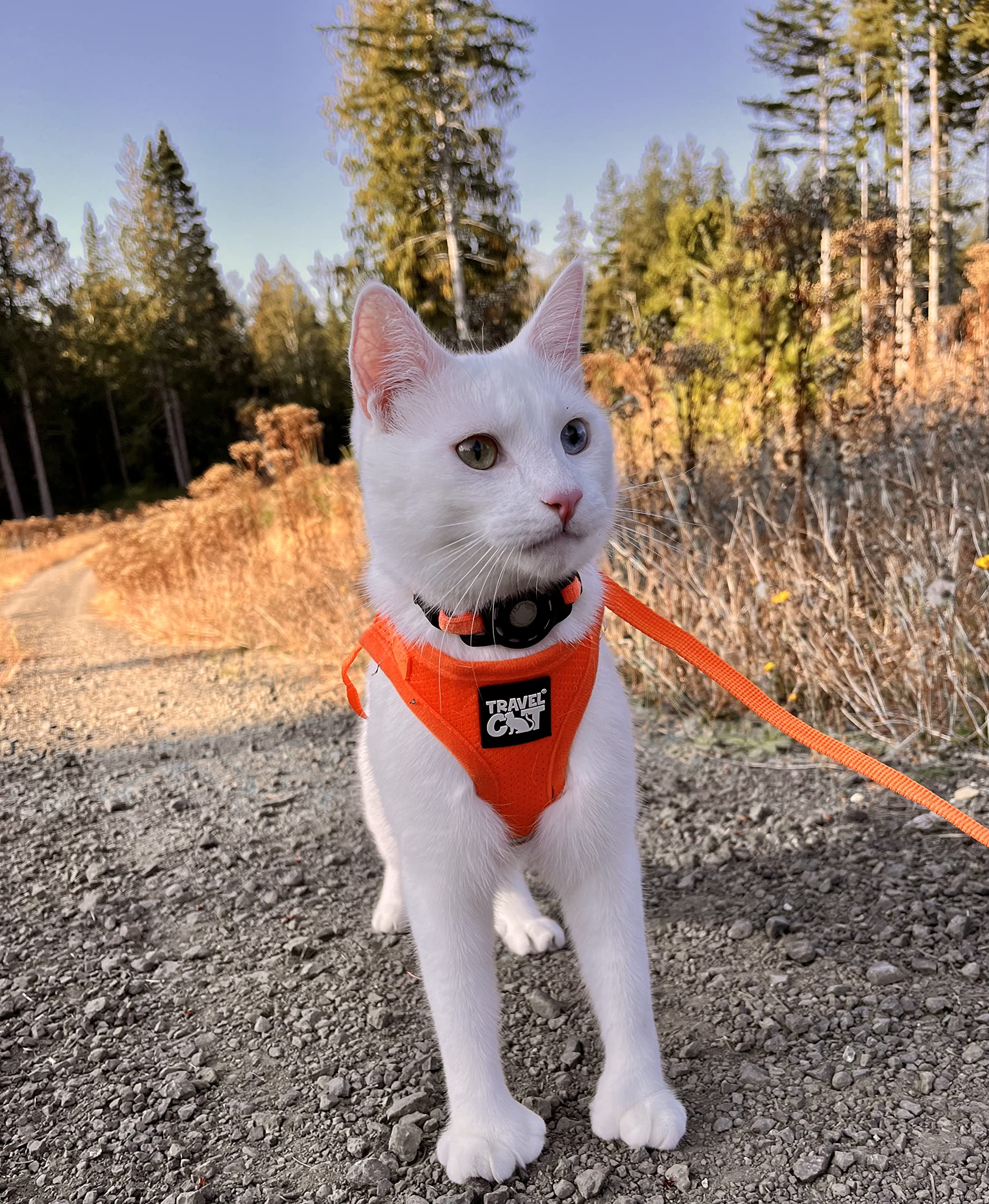Travel Cat Harness And Leash Set - Adjustable Fit Mesh Cat Harness And Reflective Strap - Comfort Escape Proof Harness For Cats, Kitten For Outdoor Walking, Hiking (Medium, Orange)