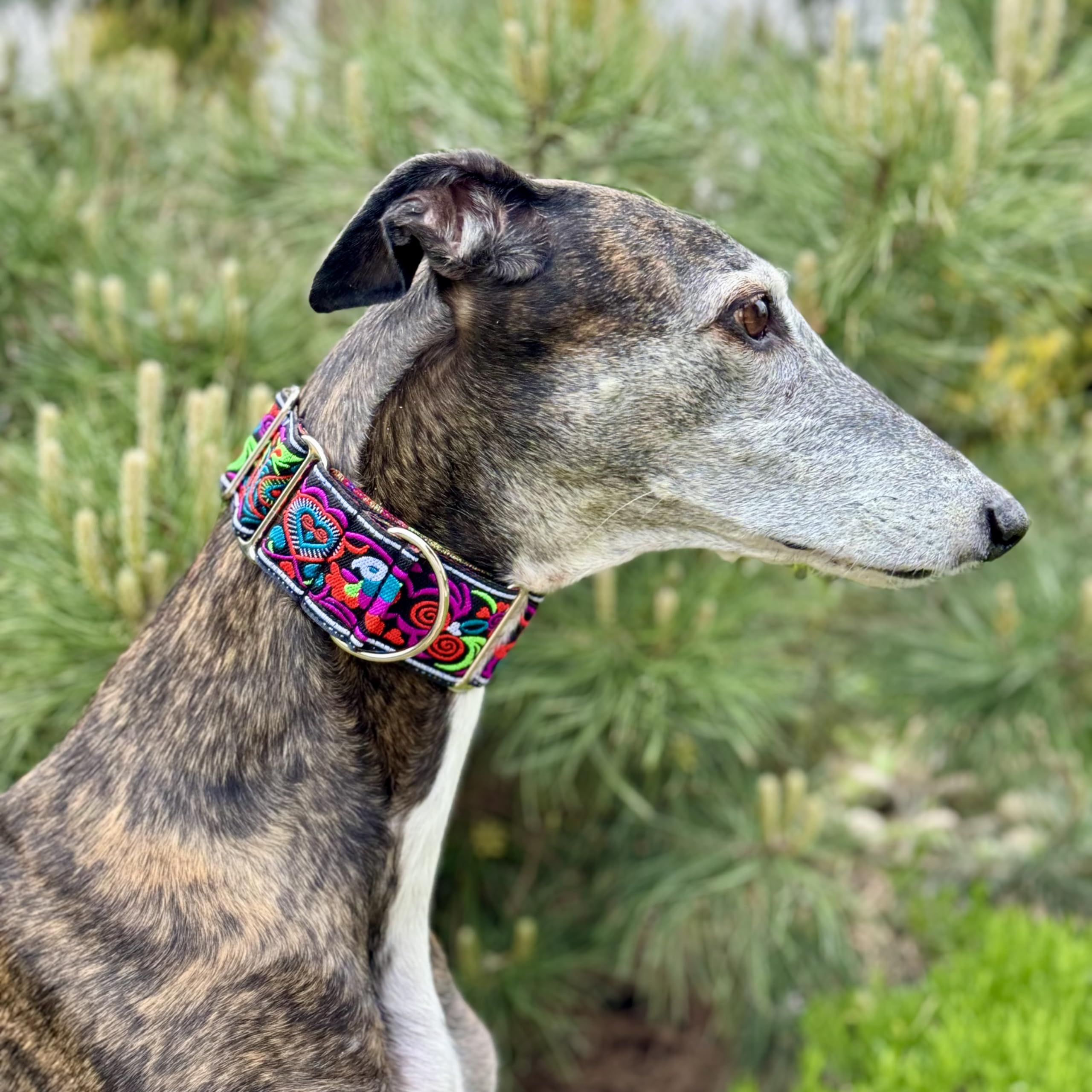 Sighthound Gang Extra Soft Martingale Dog Collar For Greyhound Saluki Whippet And Other Breeds With Similar Neck 2' Wide (M 11'-14')