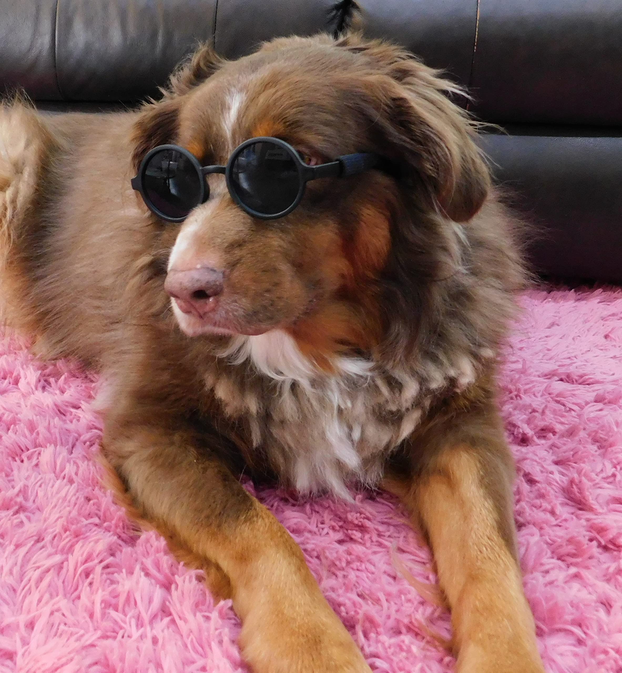 G001 Dog Cat Pet Costume Prop Round Sunglasses Medium Breeds 20-40 Lbs (Black + Matte Black)