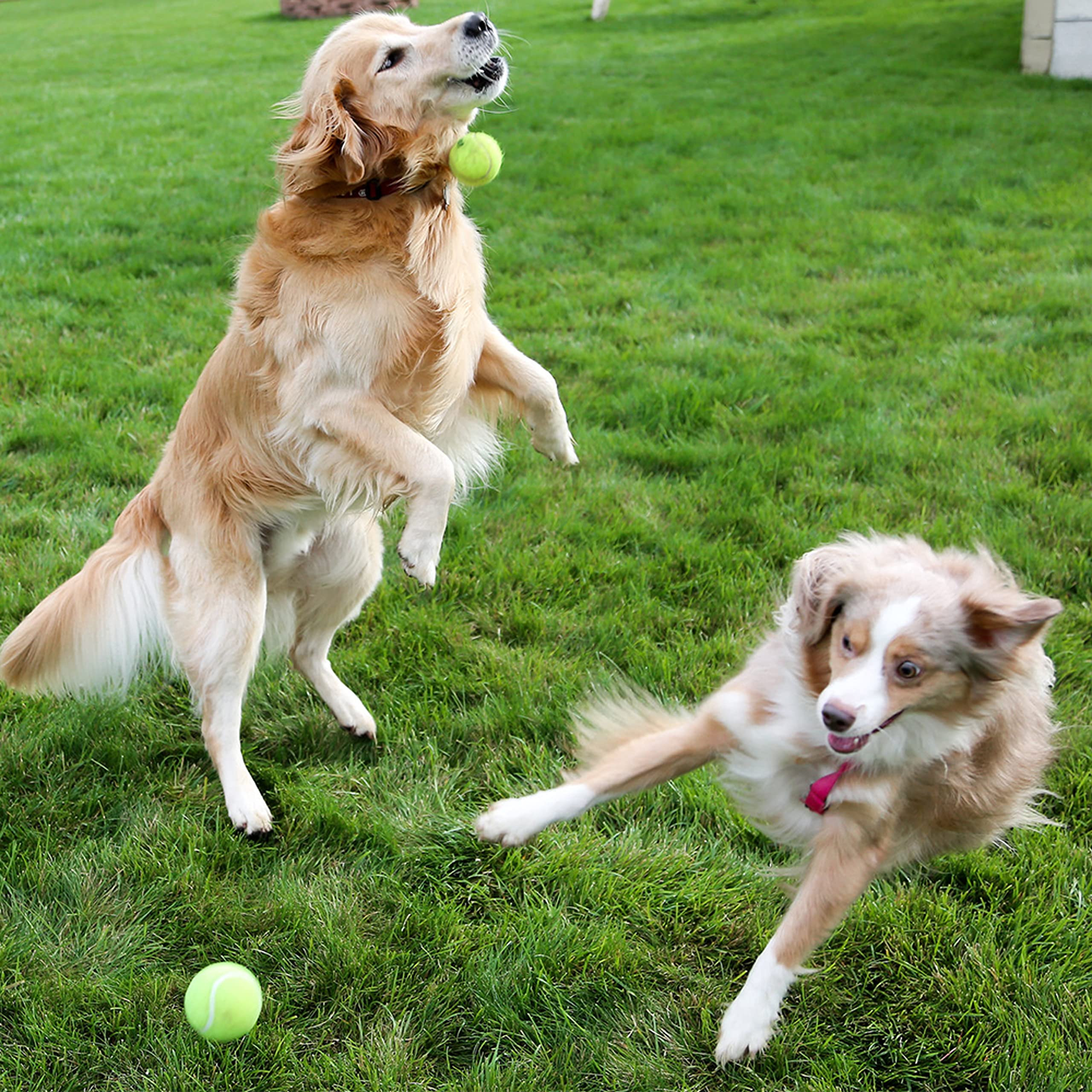 Adcsuitz Dog Tennis Balls - 12 Pack Squeaky Interactive Dog Toys Balls For Training Exercise Playing Indoor Outdoor - 2.5'' Funn