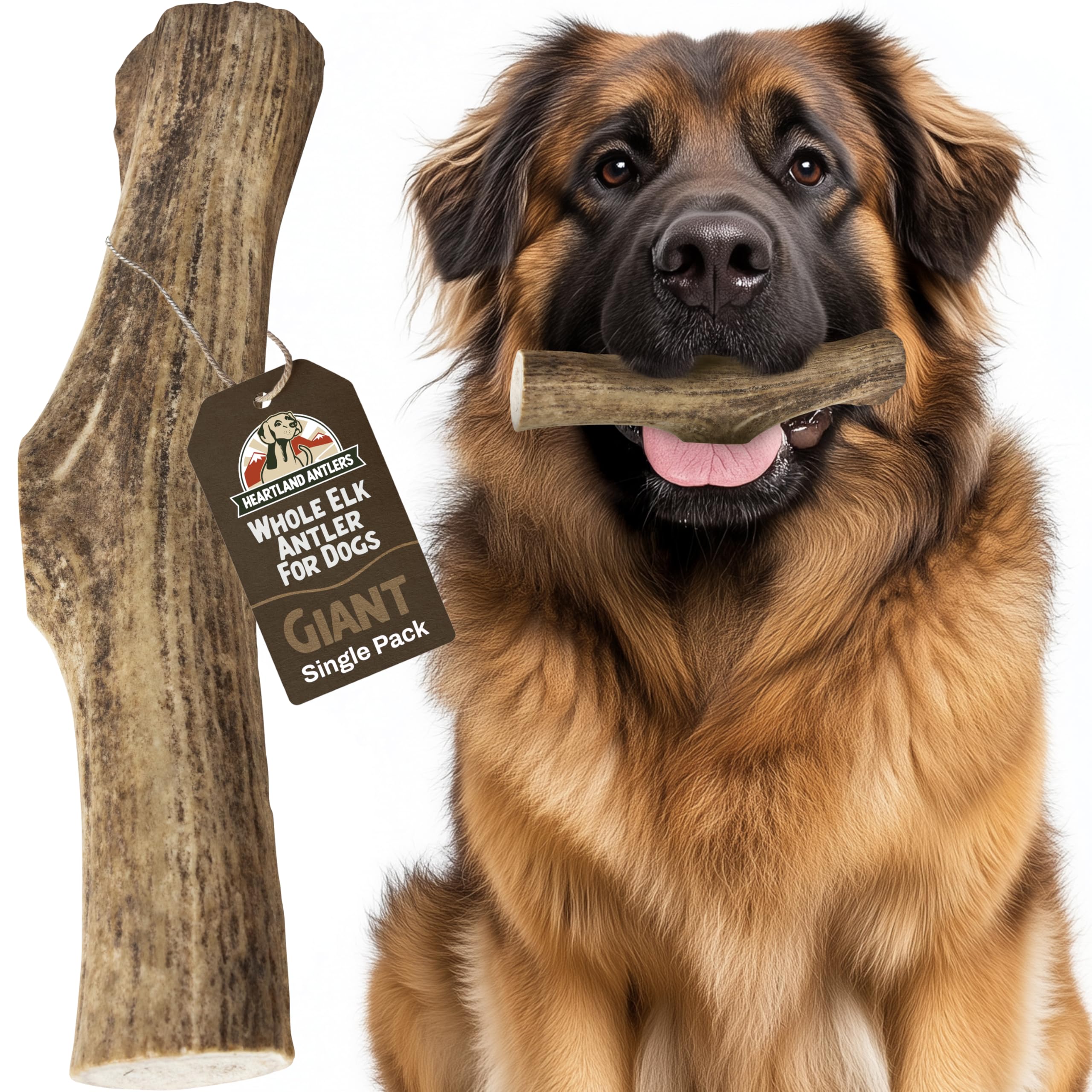 Heartland Elk Antlers for Dogs (Whole Elk, 9+, Giant, 1-Pack) - Grade A, Naturally Shed | Durable, Odor-Free Chew for Aggressive