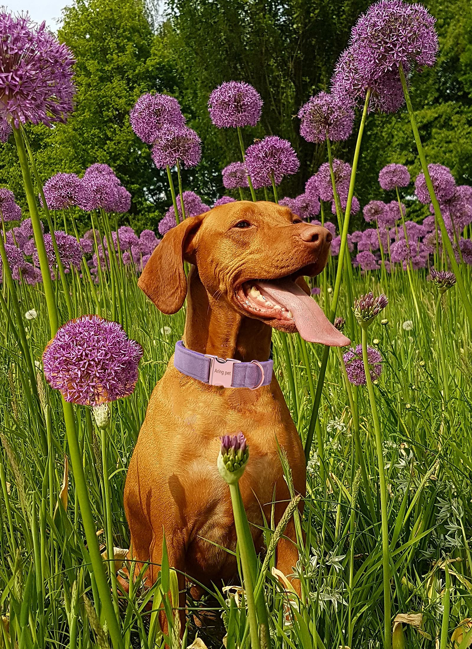Aring Pet Velvet Dog Collar And Leash Set, Soft Dog Collar And Leash, Adjustable Collars For Dogs