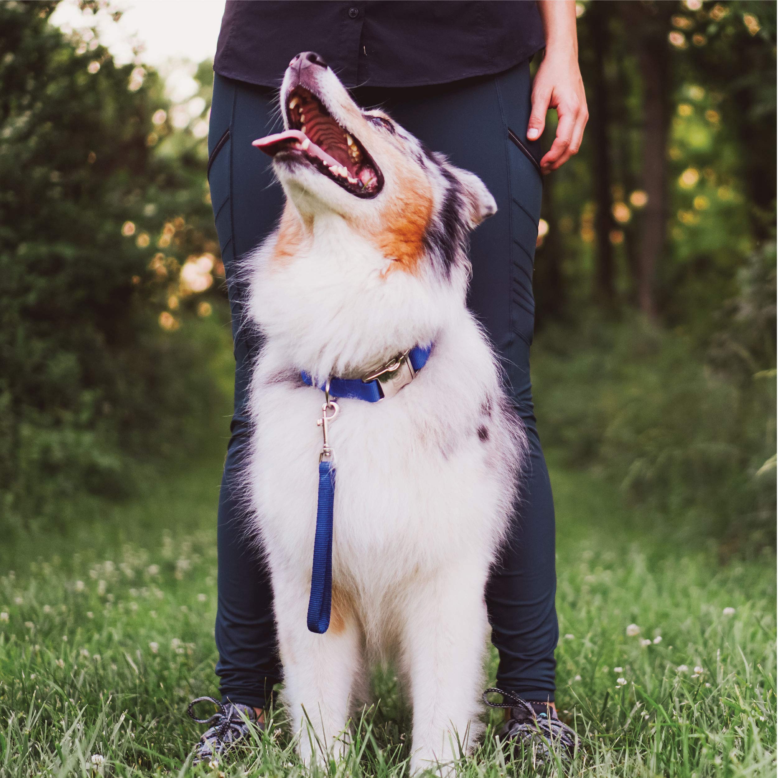 Blue-9 Dog Training Leash, 9 Inch Tab Lead For Obedience, Recall, And Agility Training, Made In The Usa, Purple