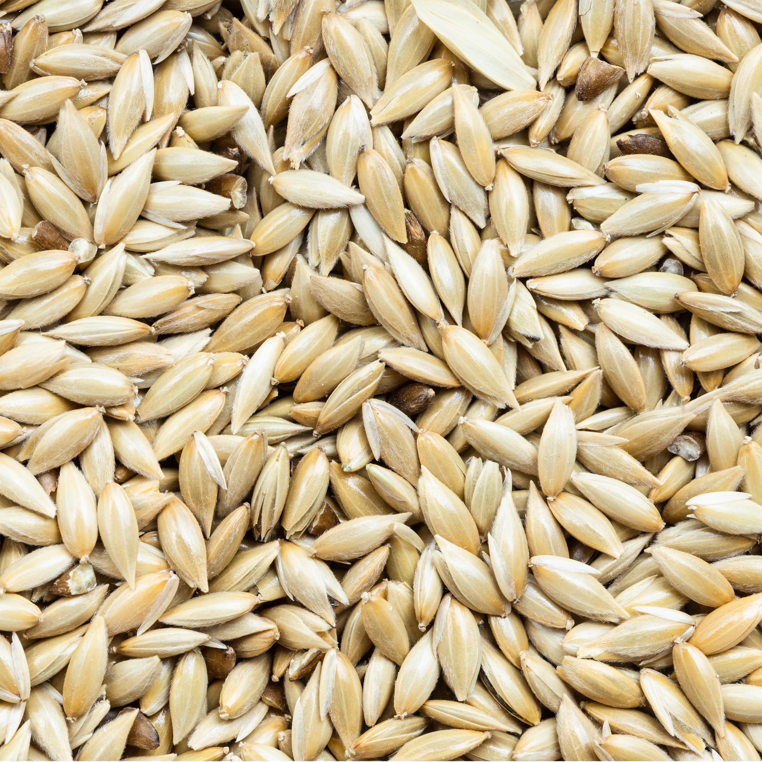 Unida Alpiste Canary Seeds for Birds - 5 lbs, 100% Natural, Non-GMO, No Additives, Bulk Wild Bird Feed