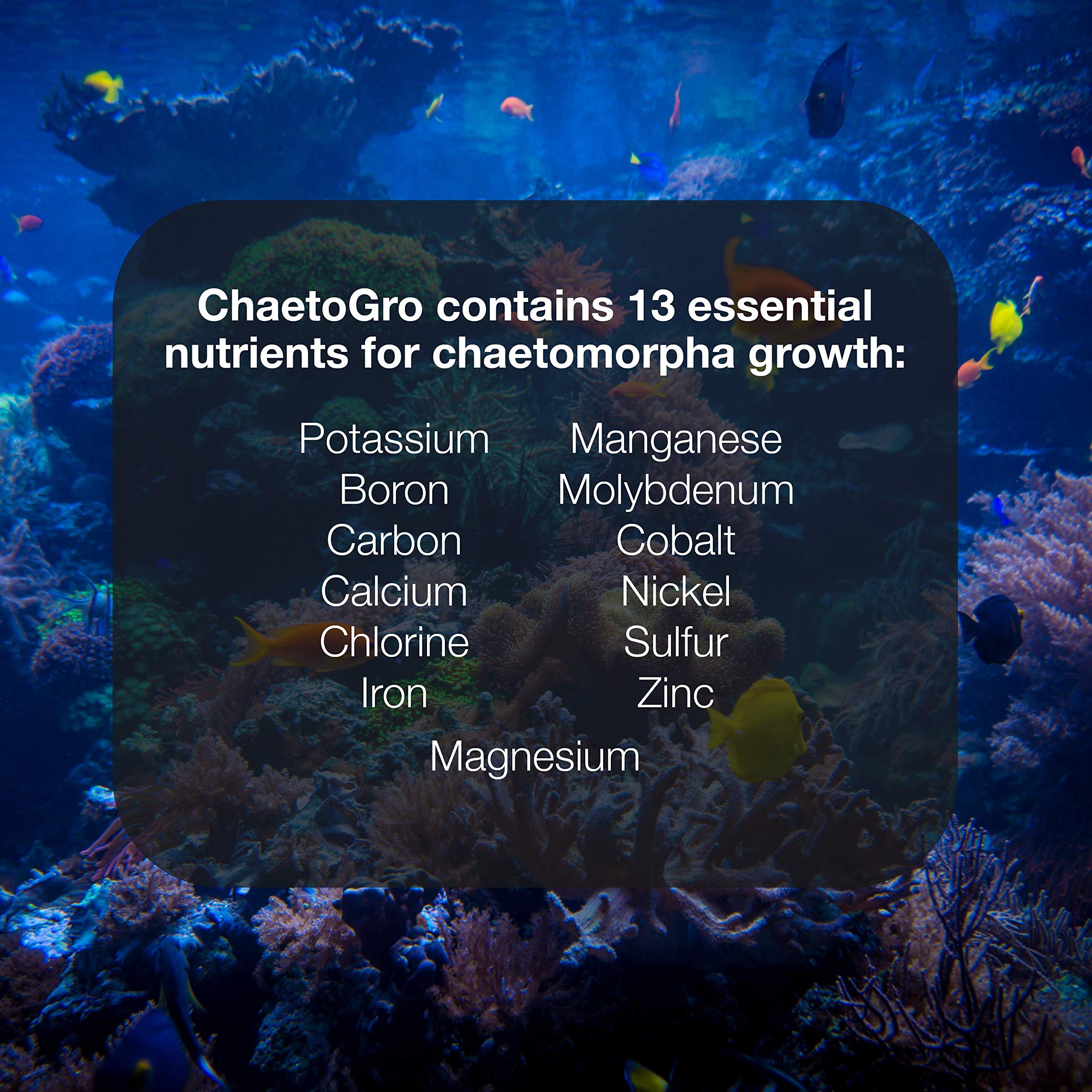 Brightwell Aquatics Chaeto GRO - Multi-Nutrient Supplement for Chaetomorpha Growth in All Marine Aquariums, 250 ML