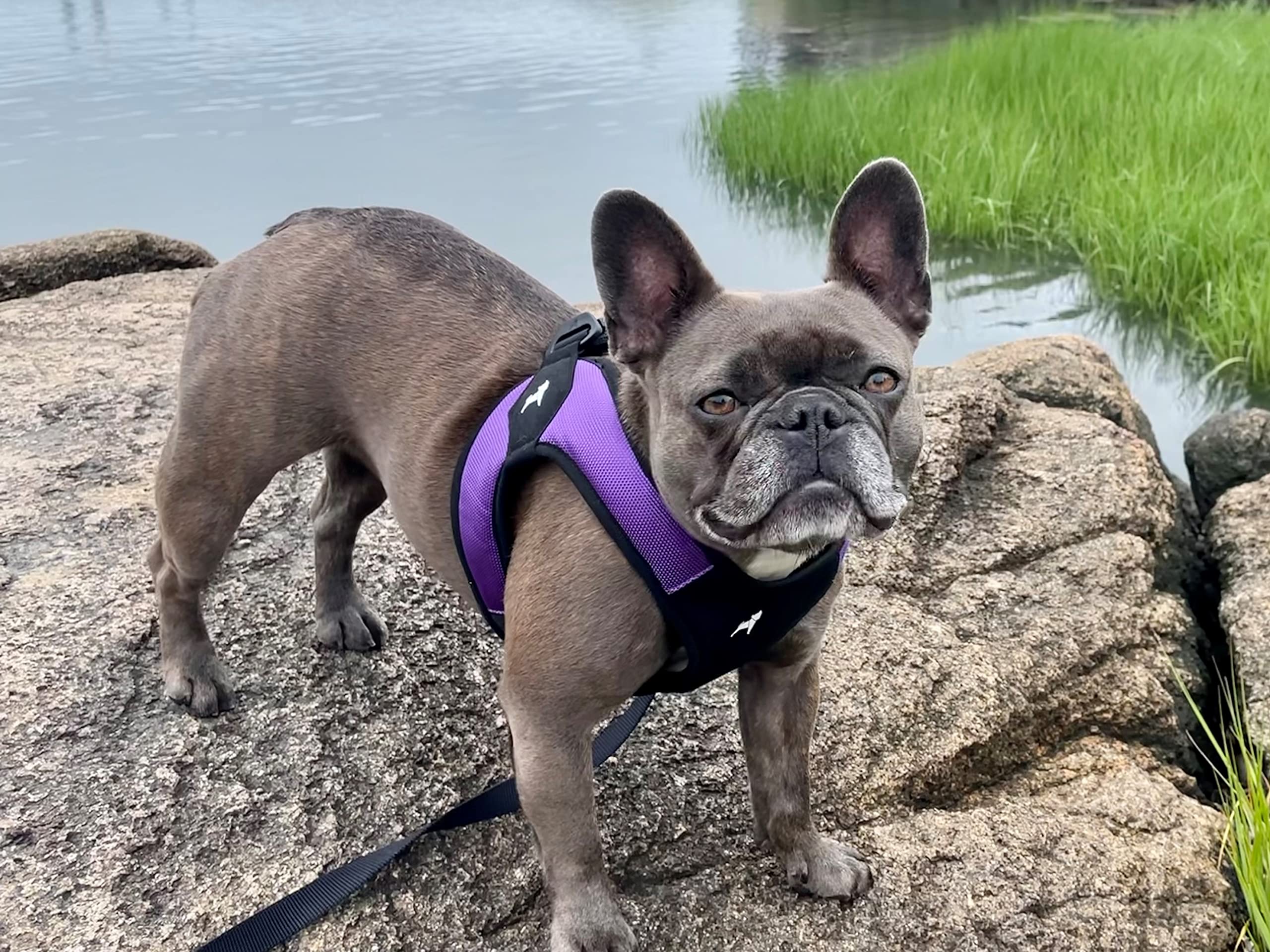 Gooby Escape Free Easy Fit Harness - Purple, X-Small - No Pull Step-In Patented Small Dog Harness With Quick Release Buckle - Pe