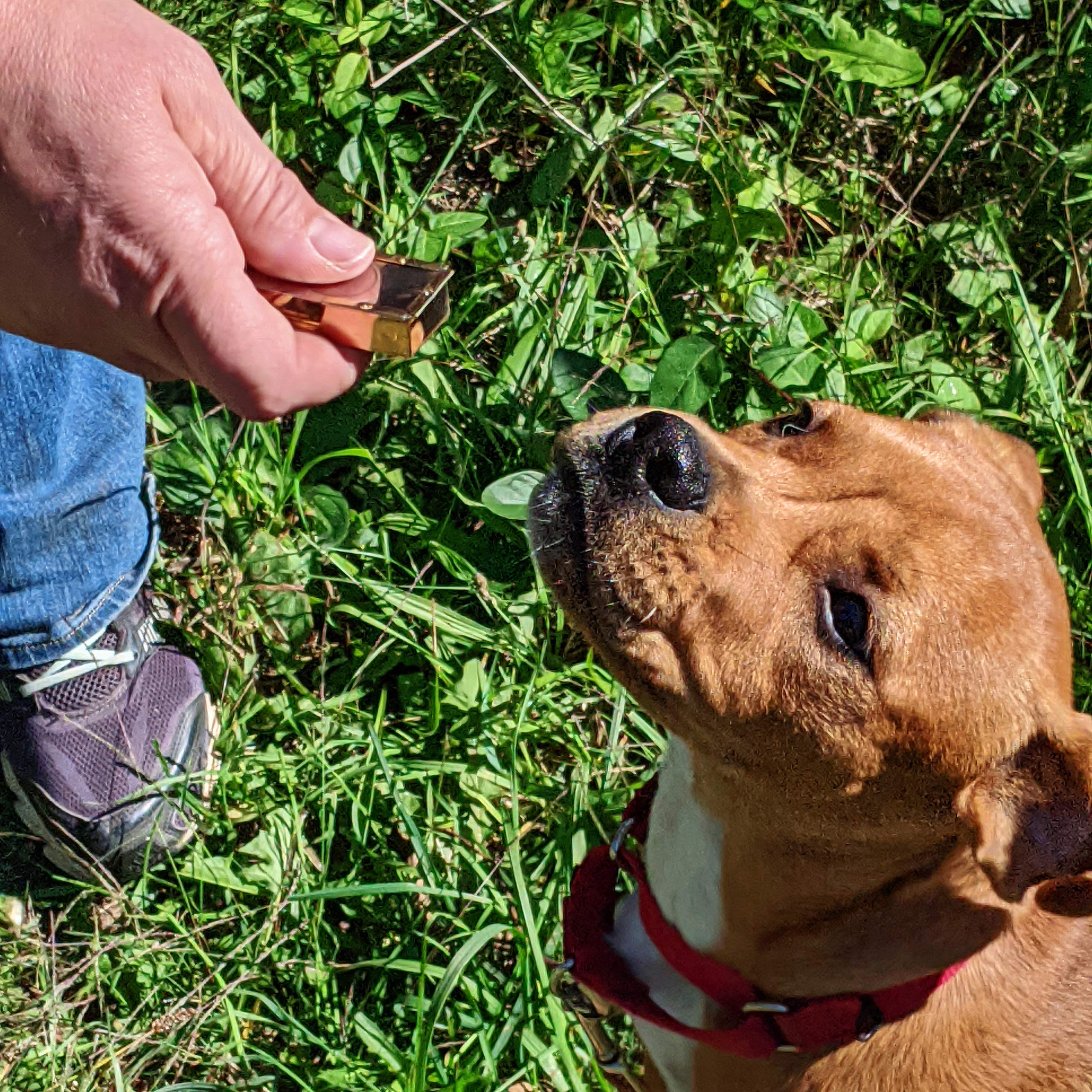 Mythrojan Brass And Steel Pet Training Clicker Puppy Dog Training Cricket Clicker U.S. Engraved Wii Military Gear Metal Clicker In Set Of 5 Pcs