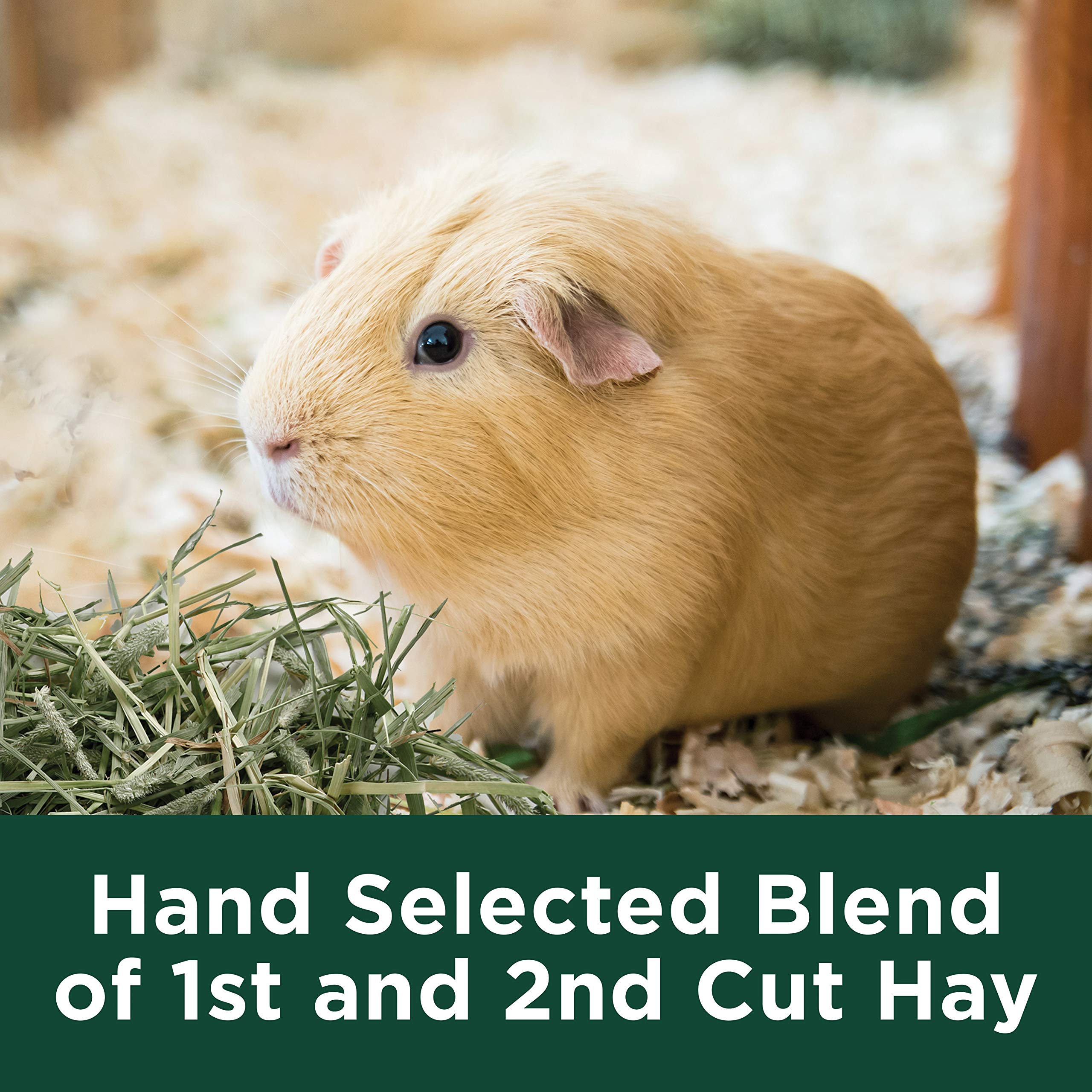 Kaytee All Natural Timothy Hay Plus Cranberries For Guinea Pigs, Rabbits & Other Small Animals, 24 Ounce