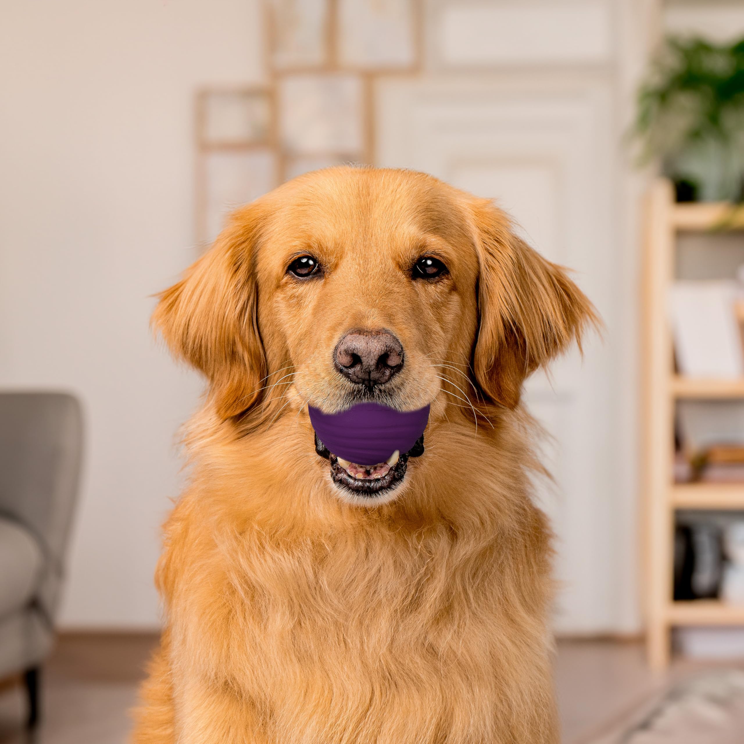 Playology Dual Layer Ball For Dogs | Engaging All Natural Bacon Scented Purple Toy | Jumbo Sized Chew Ball For Large To X-Large