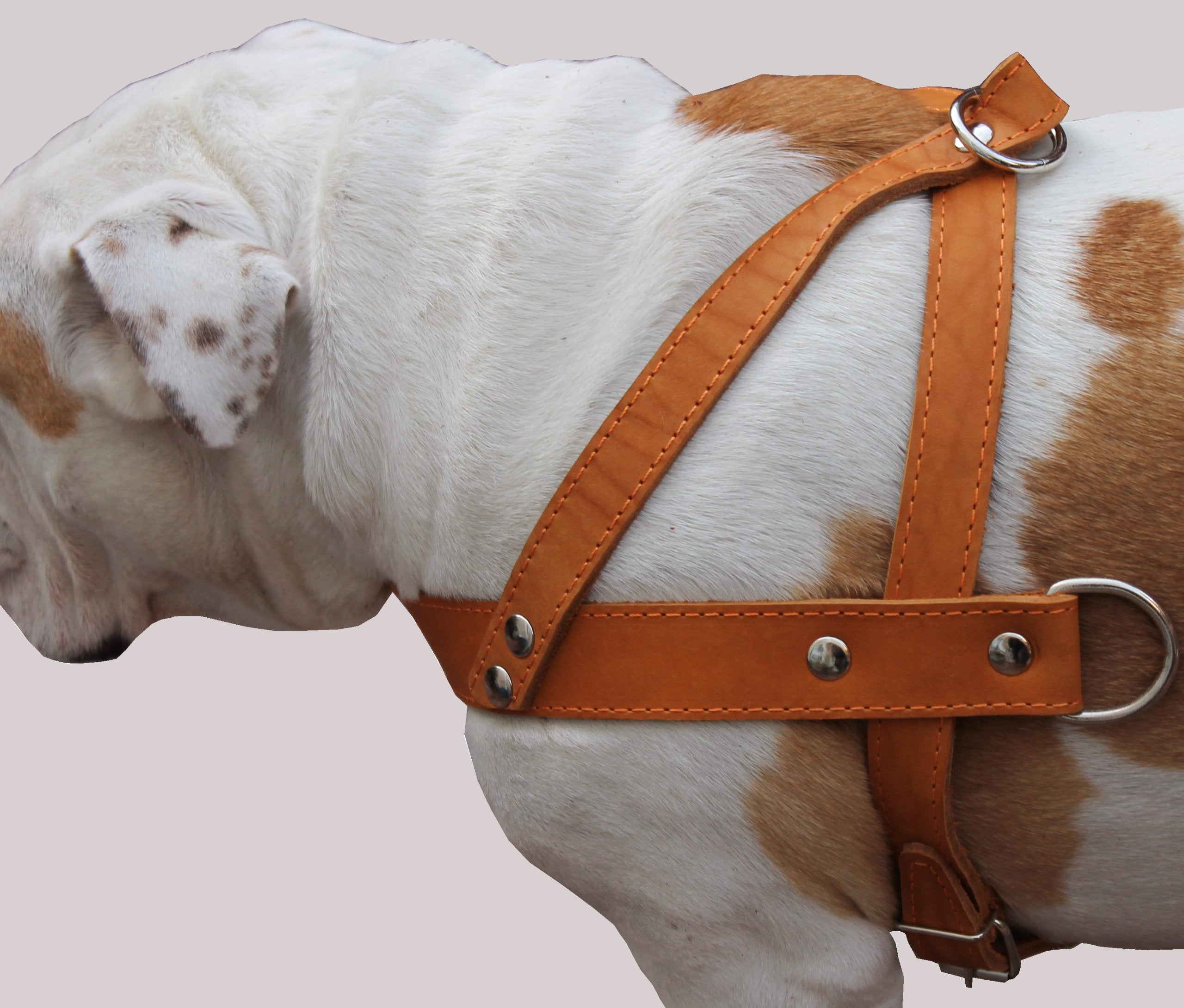 Tan Leather Dog Pulling Walking Harness Large. 31'-35' Chest, 1.5' Wide Straps