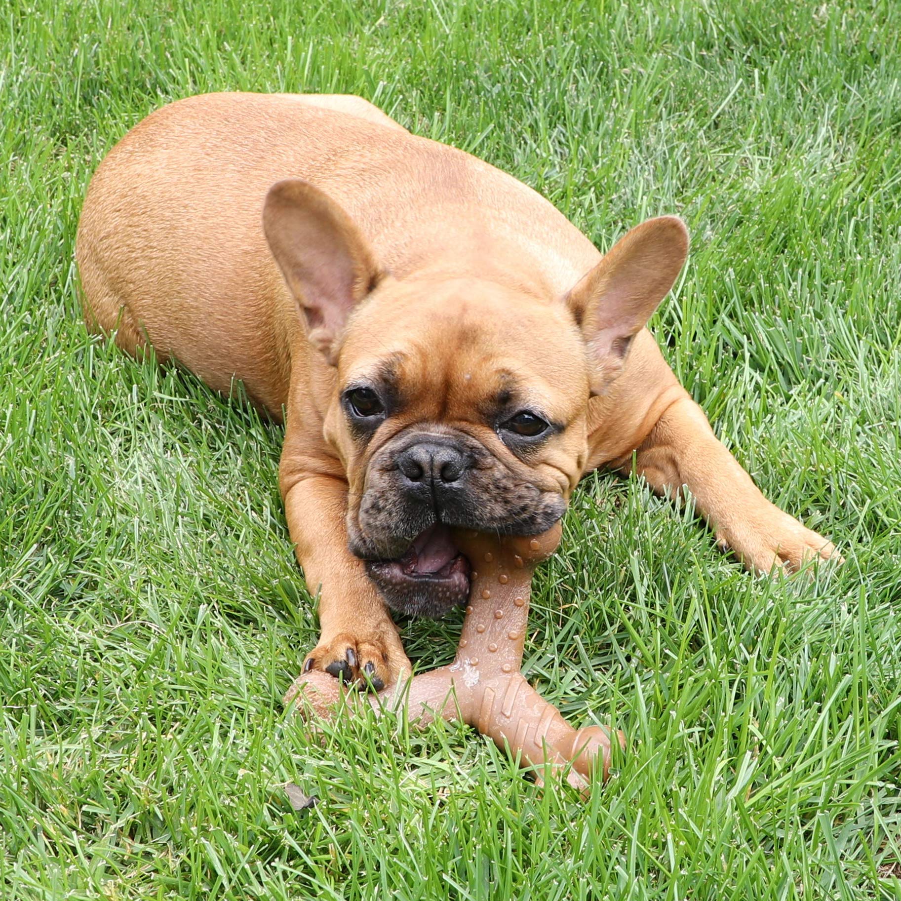 Chew King Dog Bacon Lovin’ Wishbone, Nylon Bones, Textured Bacon Flavored Chew Toy, For All Breed Sizes