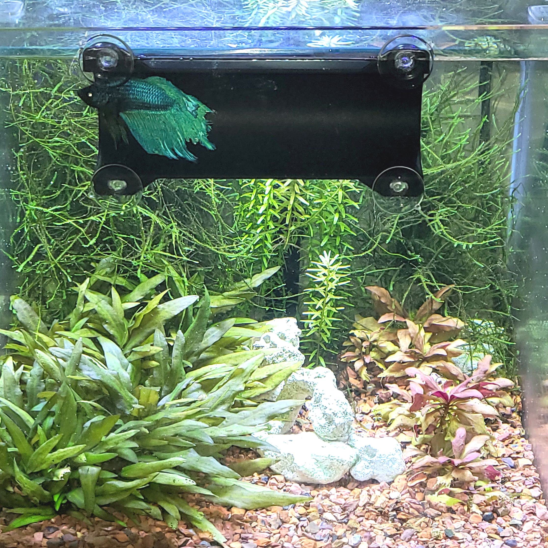 Seeshelter Brand Betta Tunnel (Opaque Black)