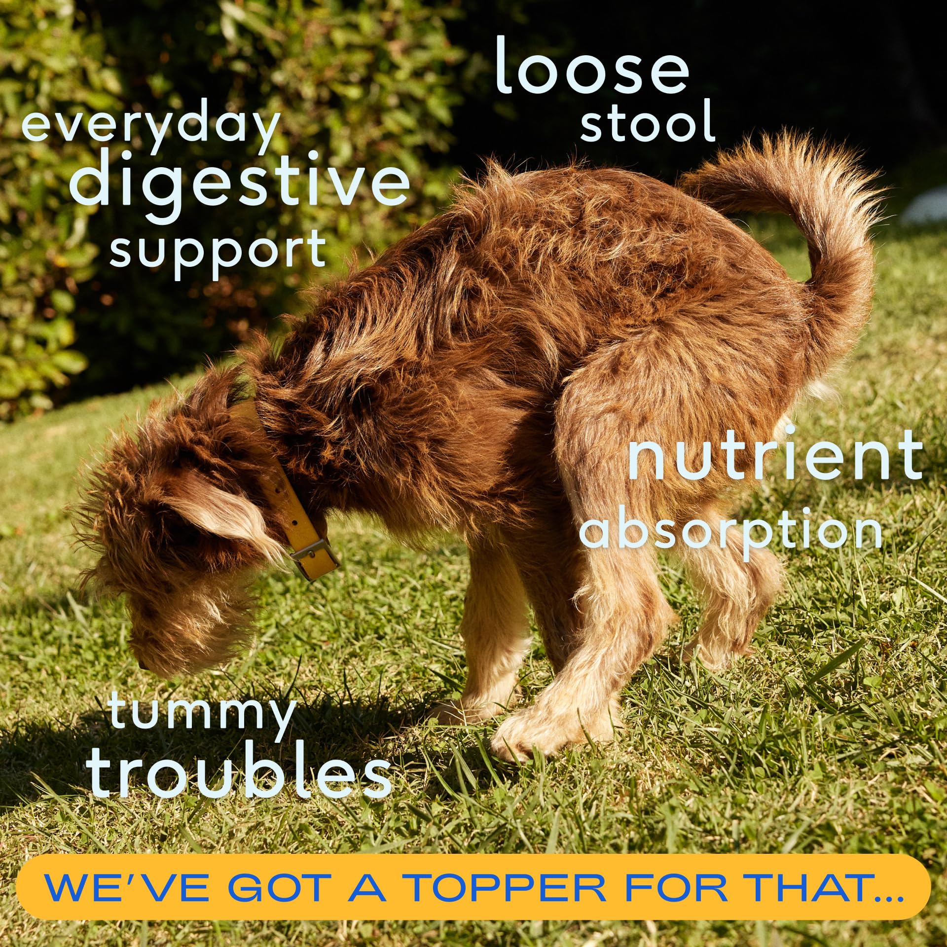 Native Pet Organic Pumpkin Puree for Dogs - All-Natural Fiber - 16 oz - Canned Pumpkin Alternative