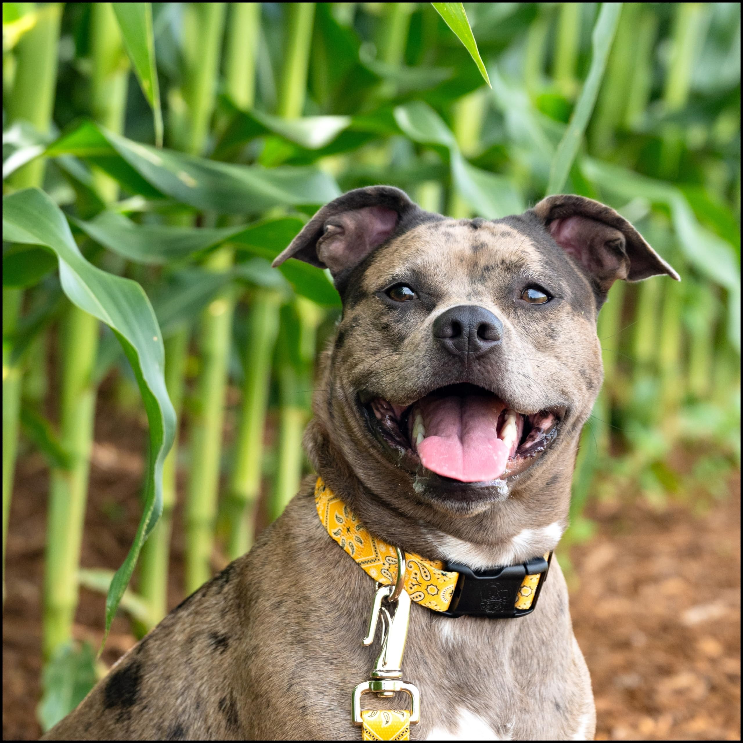 Country Brook Petz - Deluxe Yellow Bandana Dog Collar - Made In The U.S.A. - Country And Western Collection Featuring Rustic Des