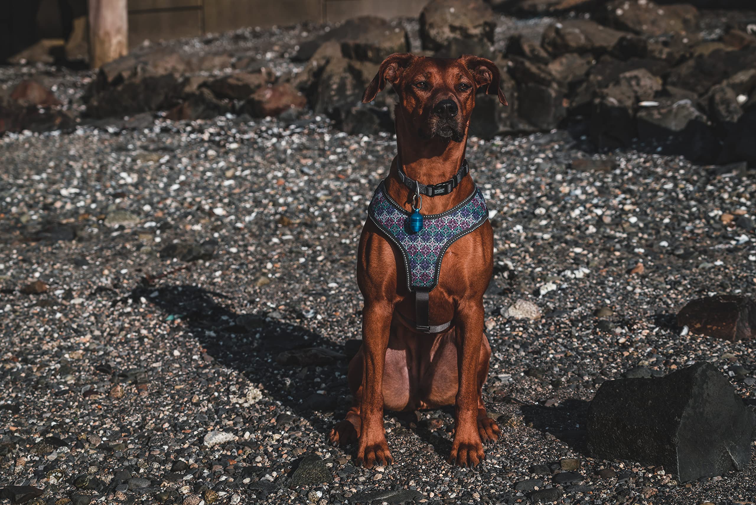 Terrain Dog Light For Dog Collar, Waterproof Light, Motion Activated Light