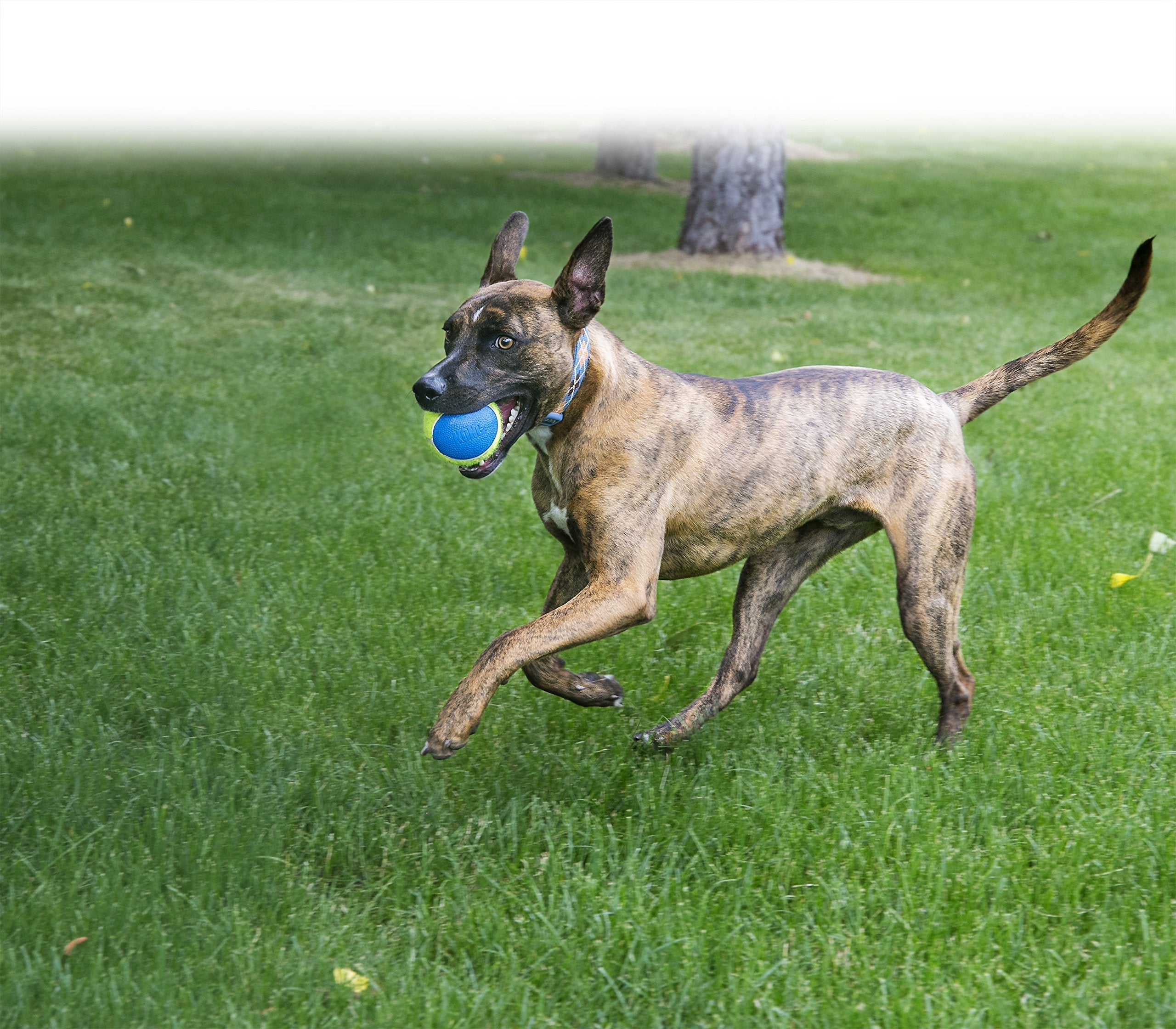 KONG Squeakair Ultra Balls Dog Toy, Premium Squeak Tennis Balls, Large, Rubber, Yellow (2 Pack)