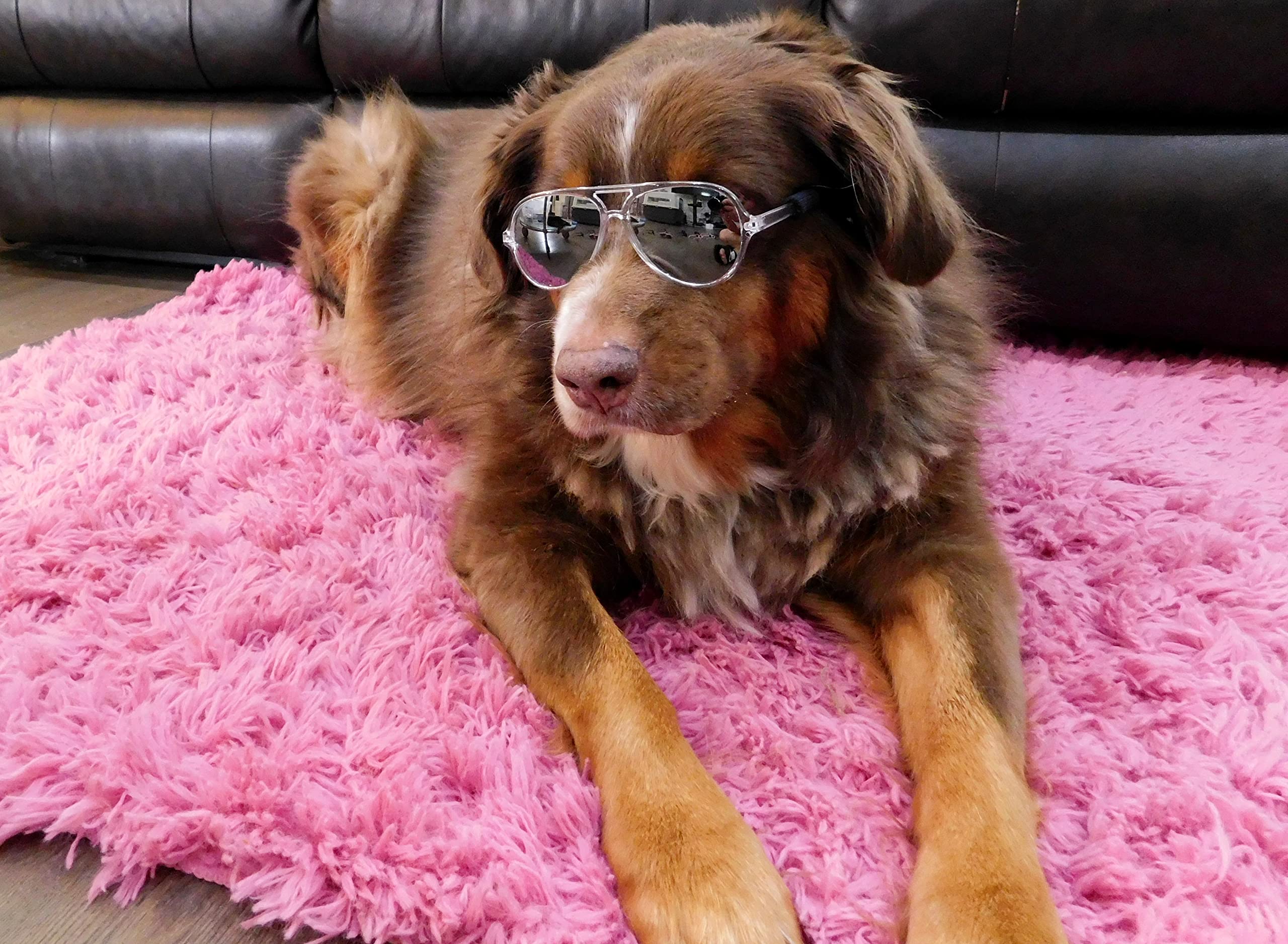 G010 Dog Pet Costume Prop Aviator Sunglasses Medium Breeds 20-40 Lbs (2-Pack Black+Crystal Clear-Mirror)