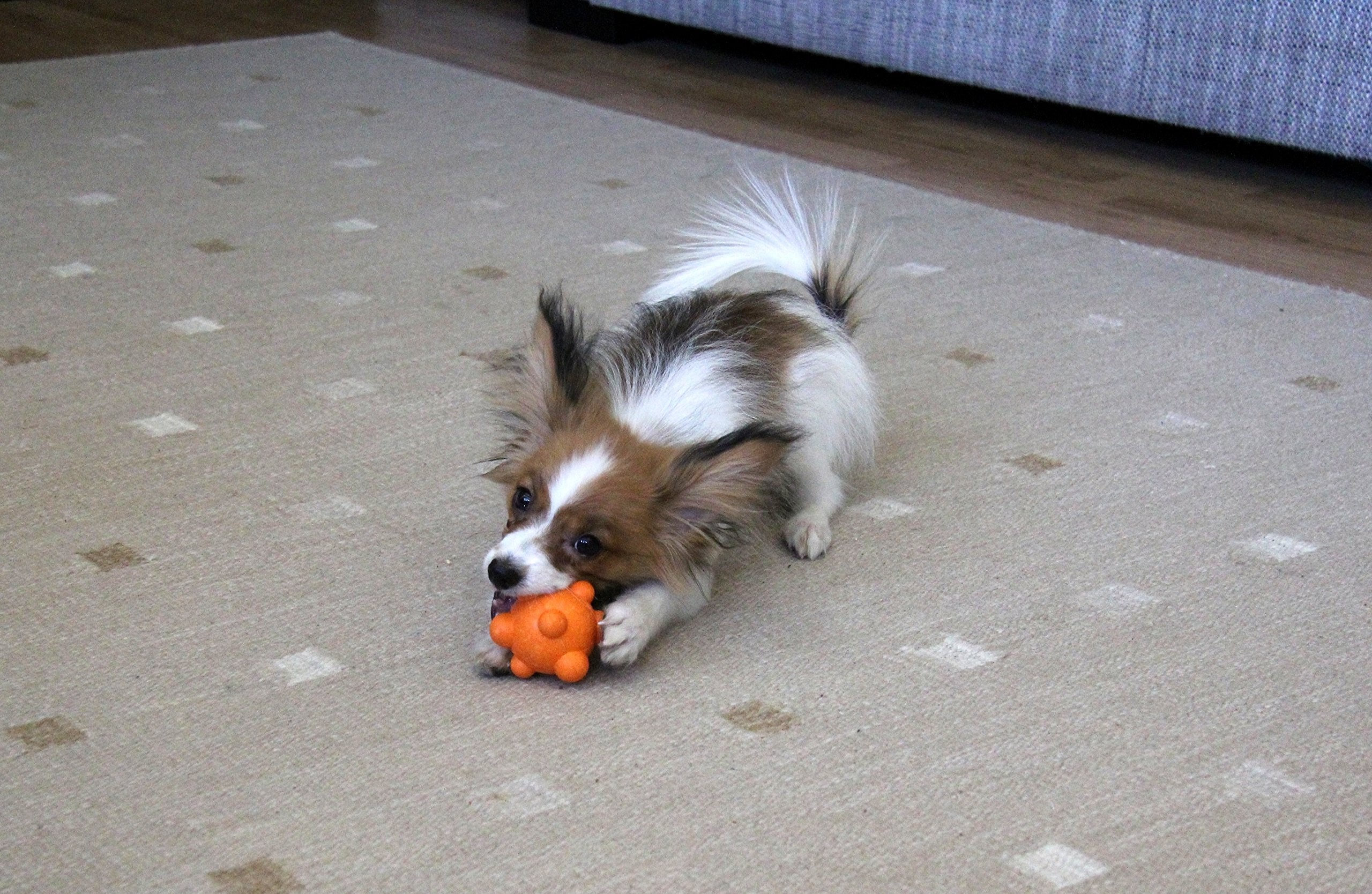 Playfulspirit Bumpy Bouncy Solid Rubber Ball – Great Chew Toy For Teething Puppies And Awesome Plaything For Smaller, Medium Size Dogs To Play Catch And Fetch – Fun Games Guaranteed (Orange)