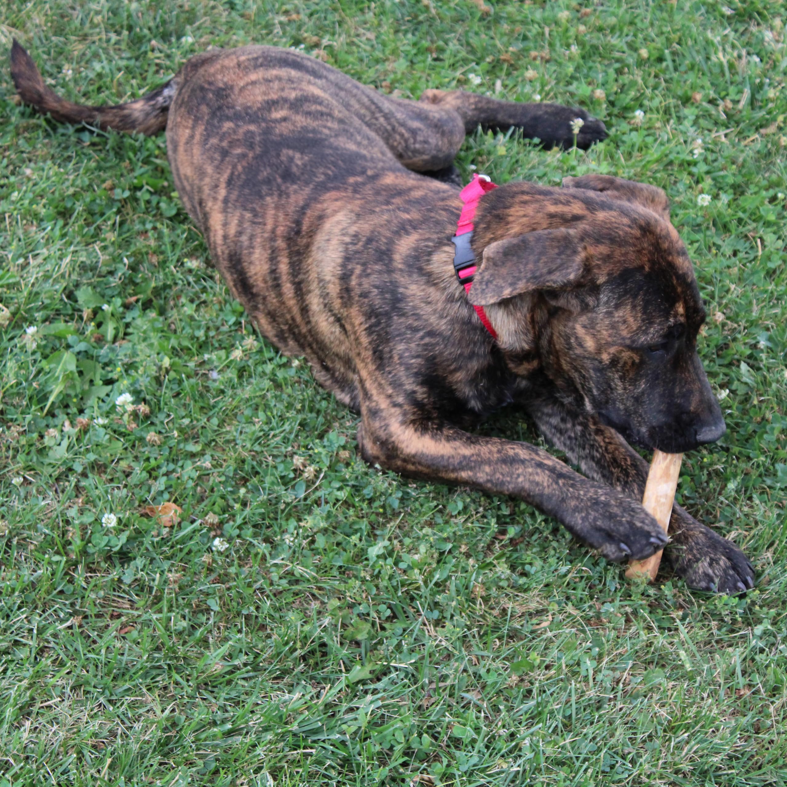 Spot Coffee Wood Dog Chew Toy ?100% Natural & Sustainably Sourced Non-Splintering Wood From Coffee Plants, Long Lasting, Durable Toy For Aggressive Chewers, For Small Dogs And Puppies Up To 22Lbs