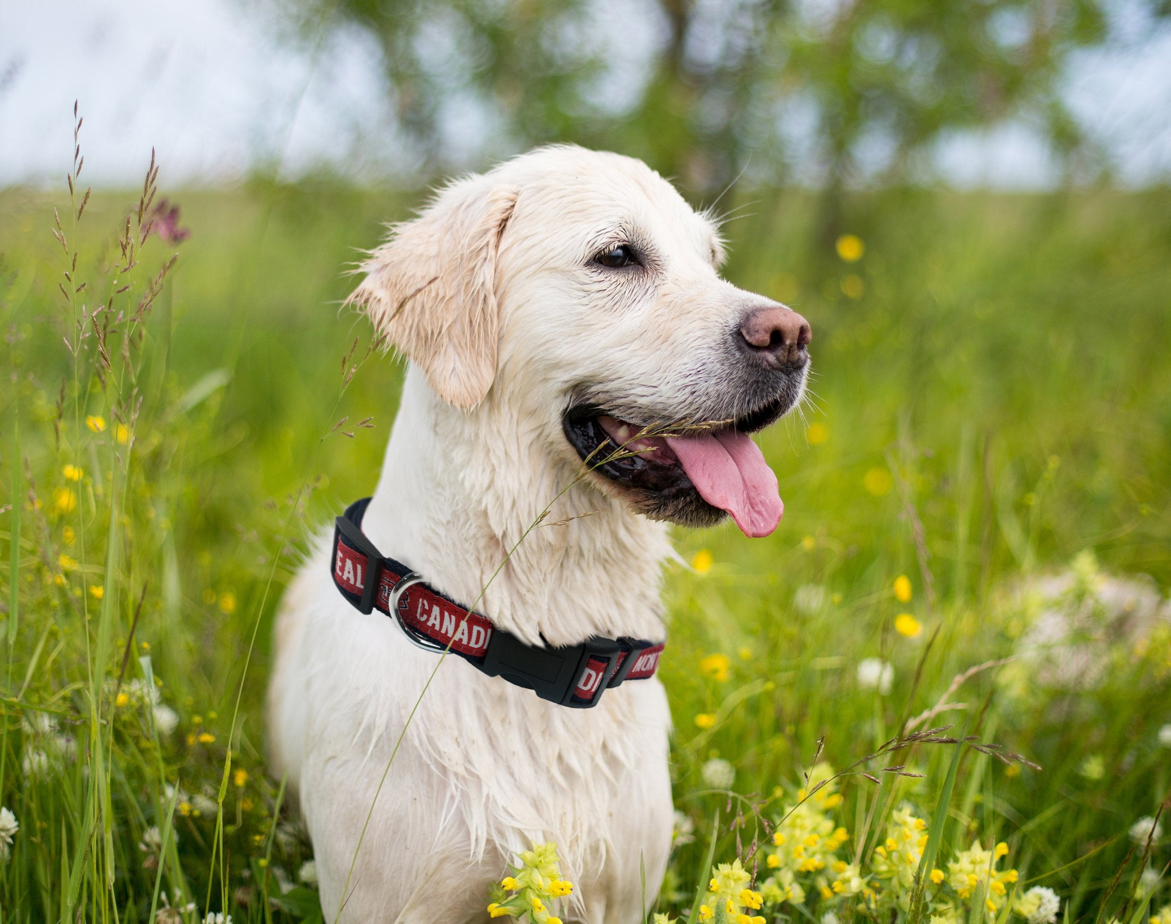 Pets First Nhl Montreal Canadiens Collar For Dogs & Cats, Small. - Adjustable, Cute & Stylish! The Ultimate Hockey Fan Collar!