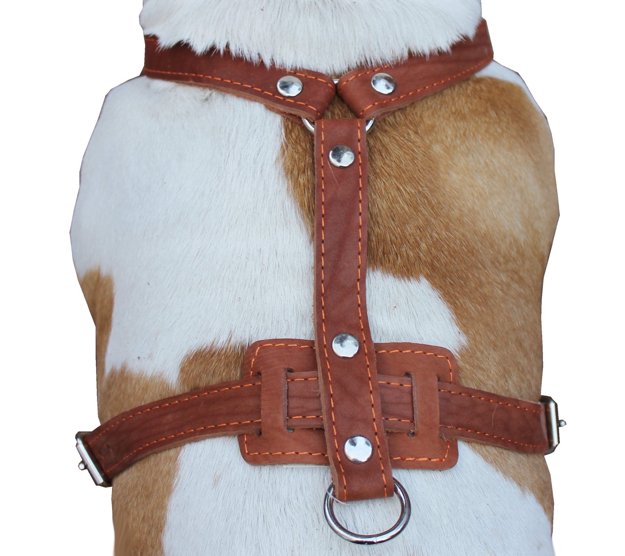 Genuine Leather Dog Harness, 33'-41' Chest, 1' Wide Straps Newfoundland, Great Dane