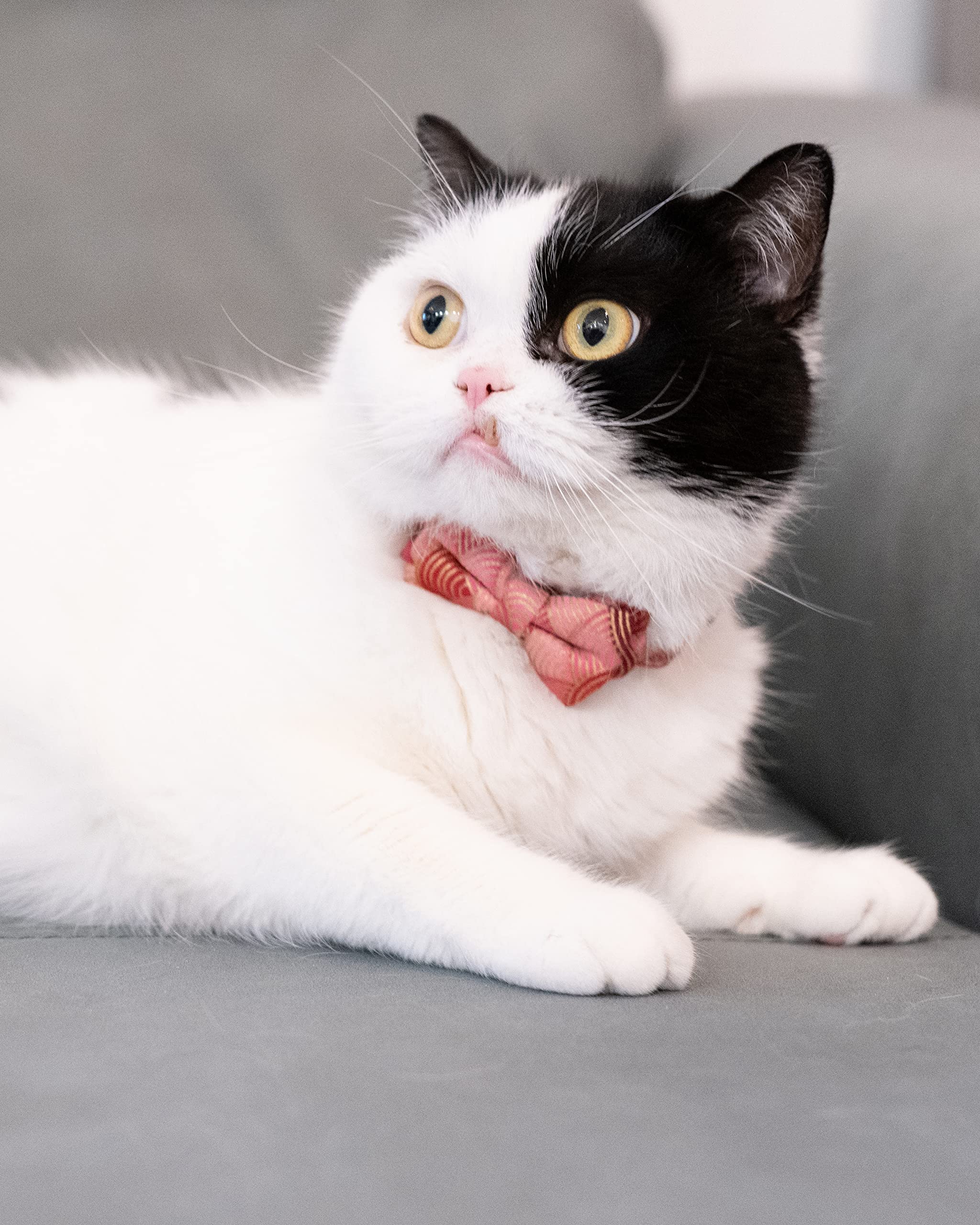 Gyapet Collar For Cat Pet Breakaway With Bell Bowtie Detachable Bow Adjustable Safety Kitten Puppy Girl Boy 2Pcs Kimono-Blue & P