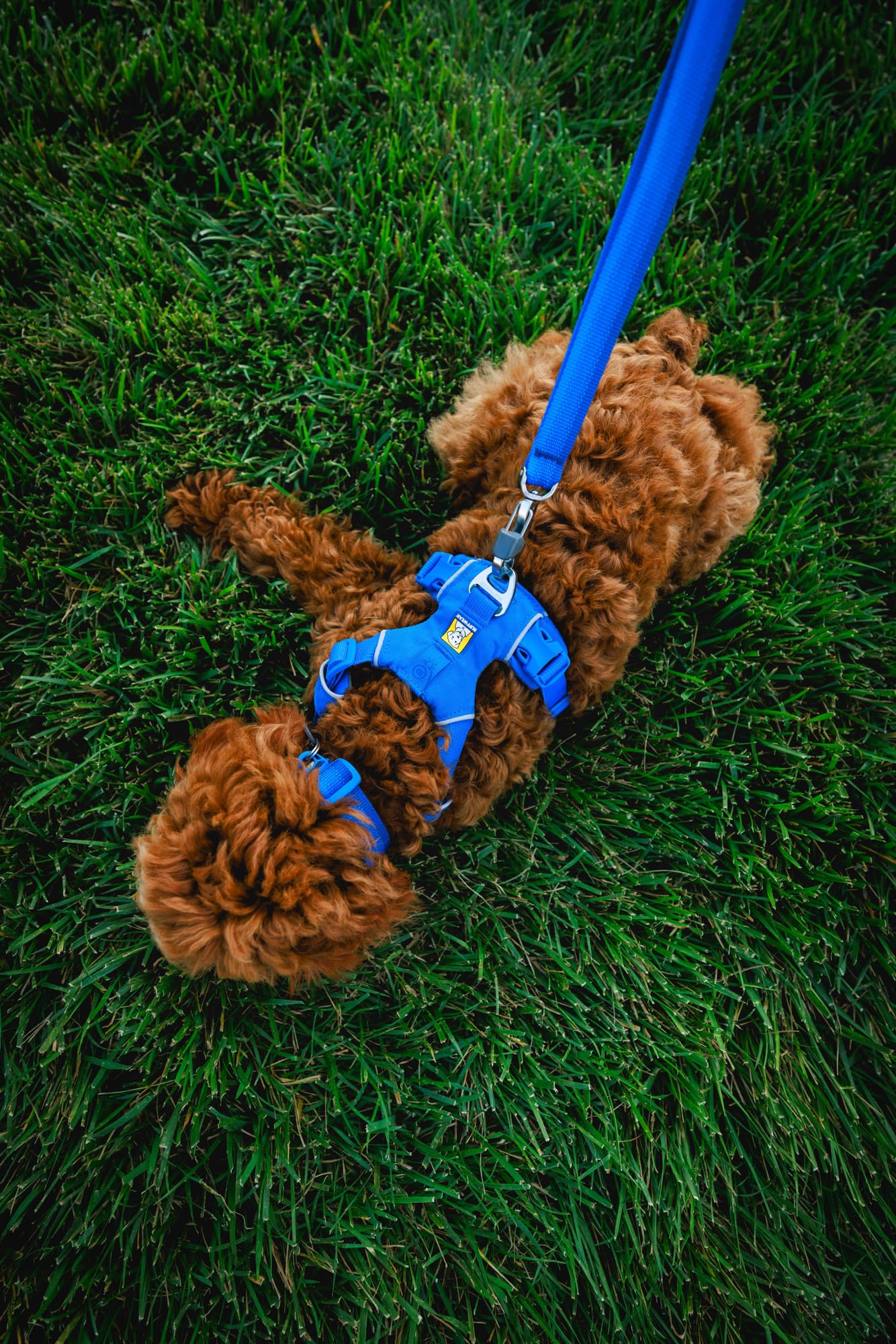 Ruffwear, Front Range Dog Collar, Durable And Comfortable Collar For Everyday Use, Coastal Fade, 11''-14''