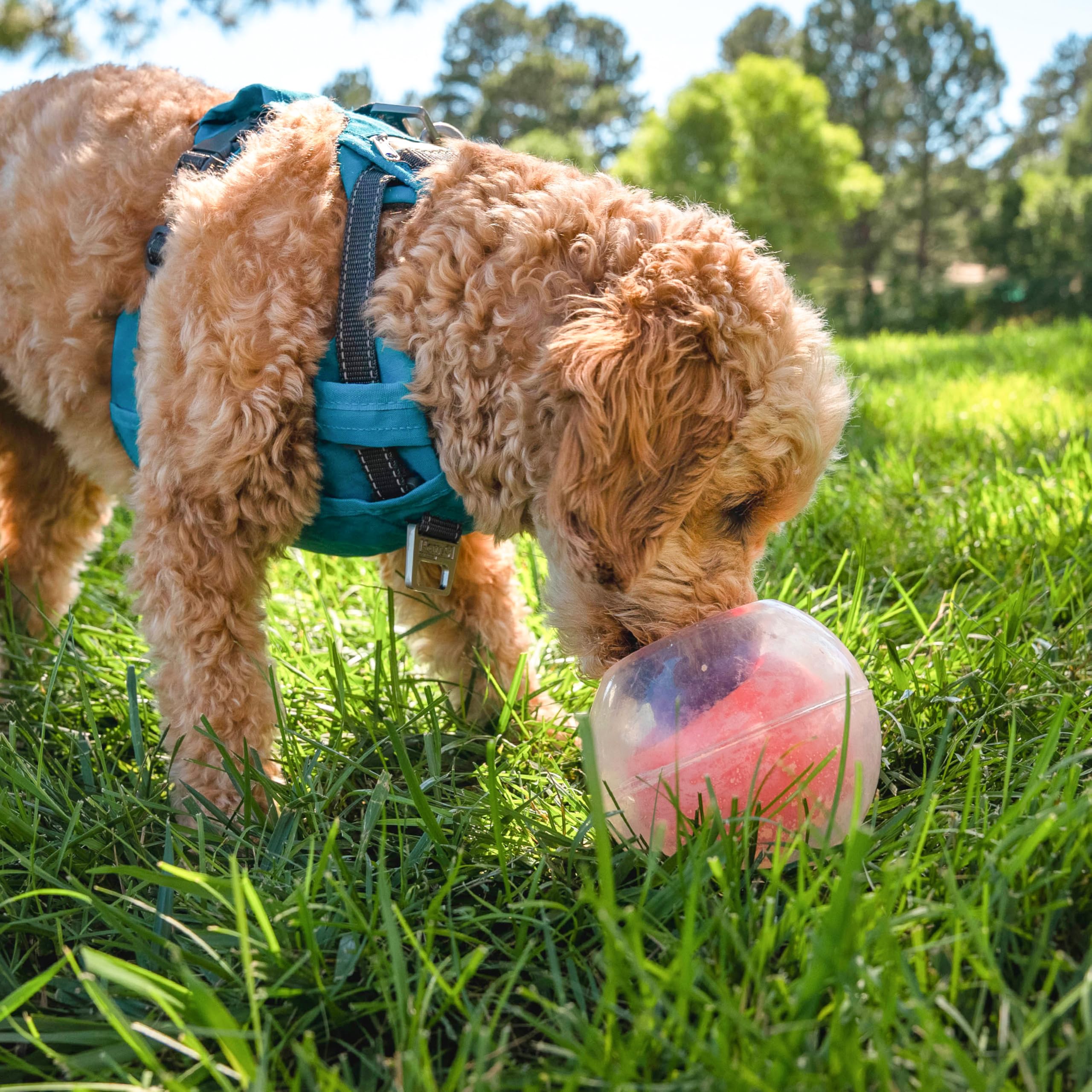 Outward Hound Nina Ottosson Dog Rumble Puzzle Interactive Dog Ball Puzzle & Treat Maze