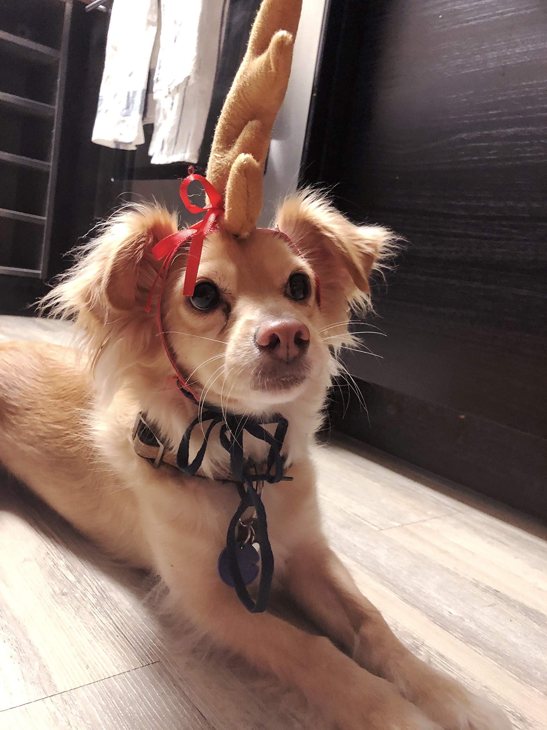 ComfyCamper Reindeer Antler Dog Halloween Costume - Headband Max Puppy Puppies Cat Kitten Pet Deer Moose Head Band, XL