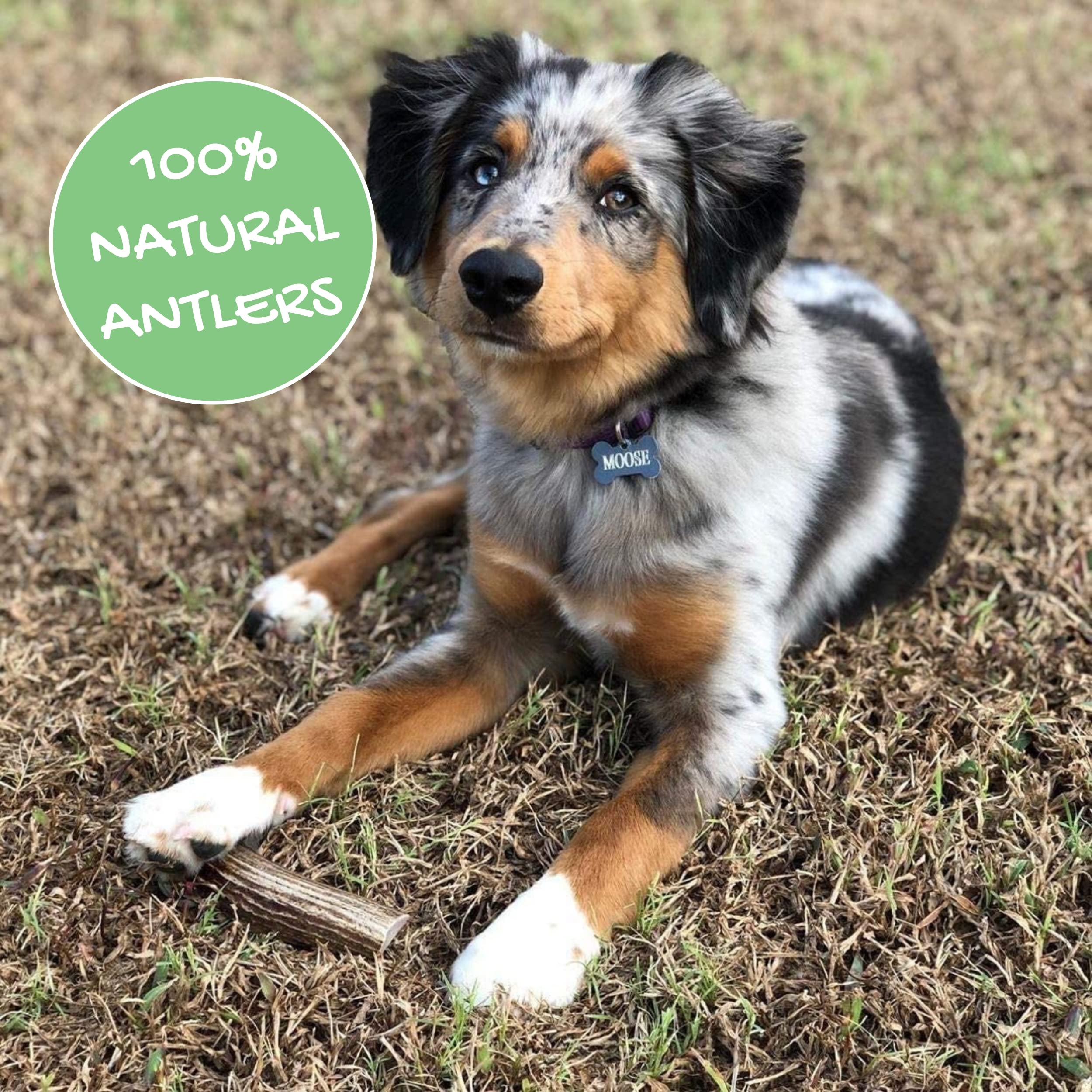 Nature Gnaws Elk Antlers For Large Dogs - Premium Natural Usa Antler - Long Lasting Dog Bones For Aggressive Chewers - Mix Of Split And Whole - 5-8 Inch -Like New
