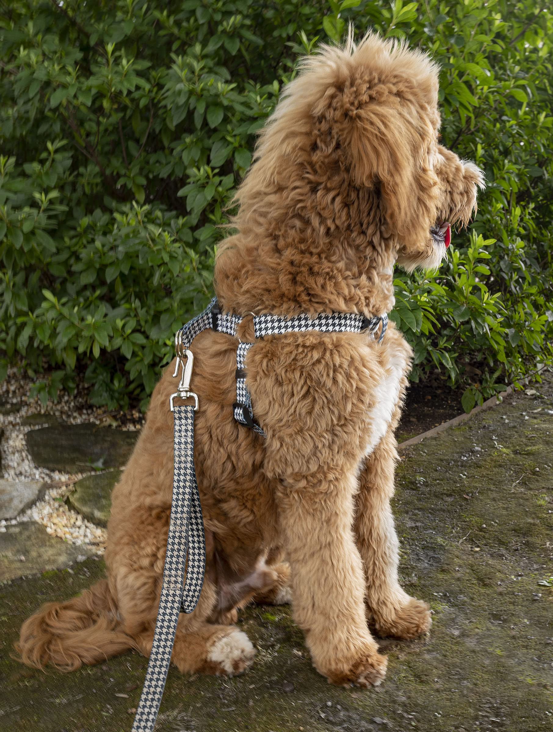 Country Brook Petz - Houndstooth Step-In Dog Harness - Sports And Athletics Collection Featuring Spirited Designs (1 Inch, Mediu
