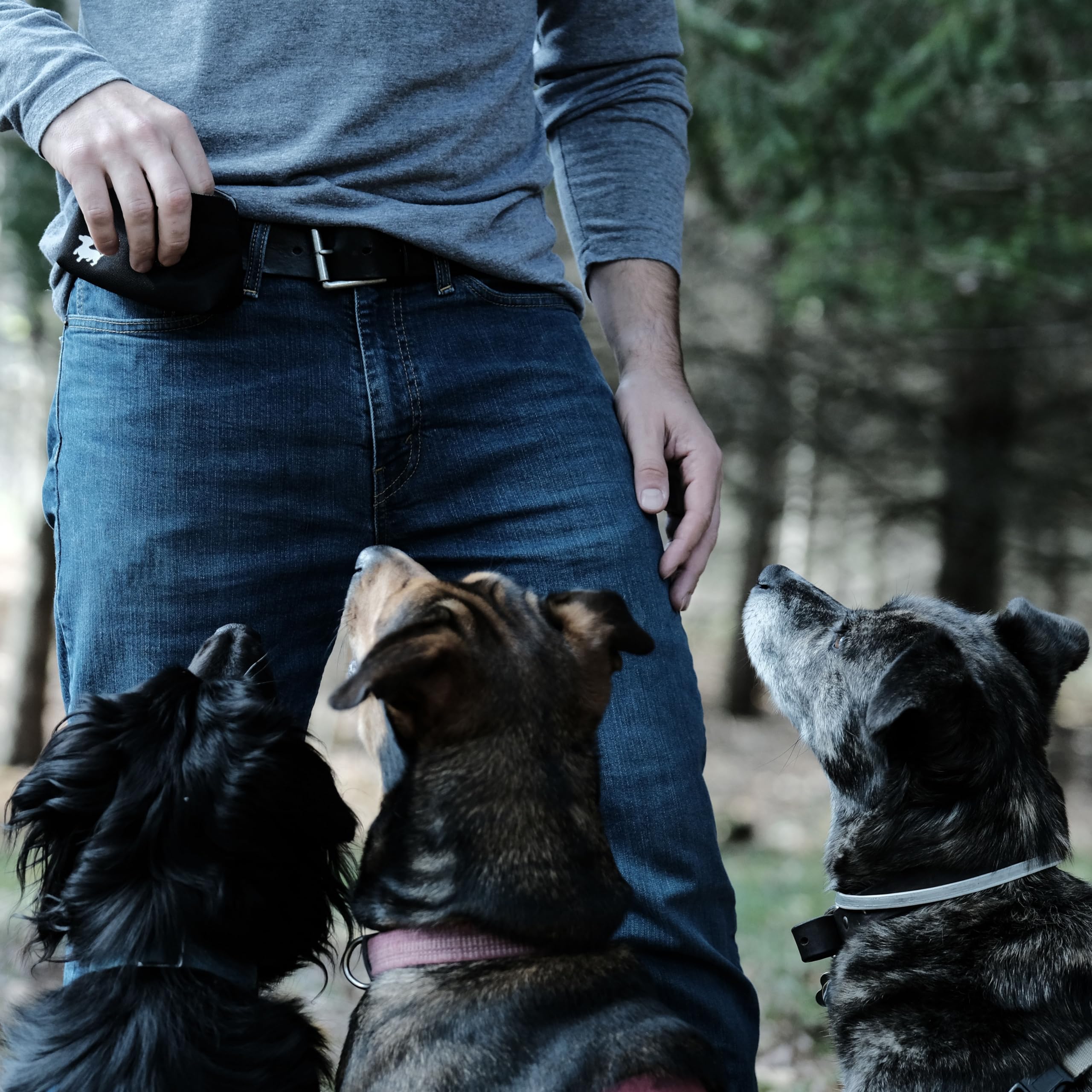 Swaggly Medium Dog Treat Pouch - Black with Gray Interior - Magnetic Closure Training Bag for Walking