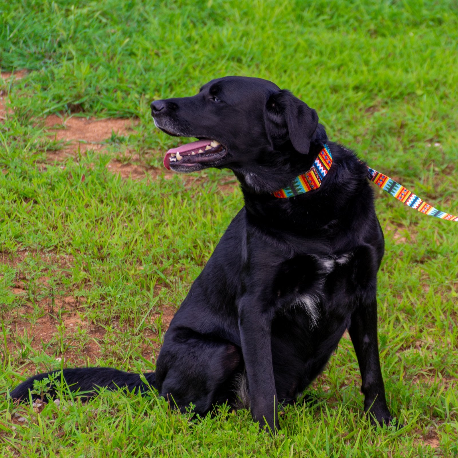 Country Brook Petz - Summer Pines Martingale Dog Collar - Country And Western Collection Featuring Rustic Designs (5/8 Inch, Sma