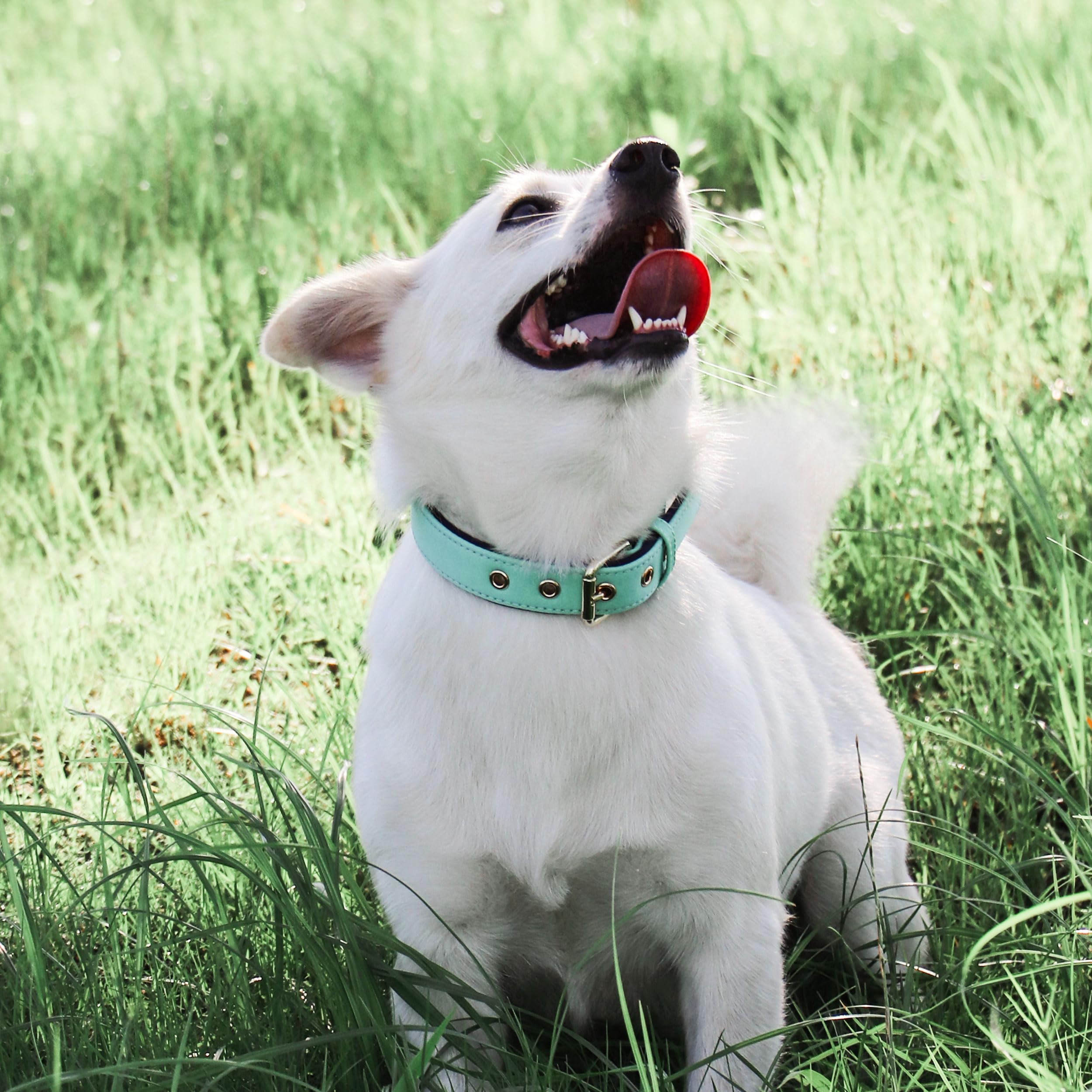 Didog Soft Padded Dog Collars For Small Dogs, Lightweight And Breathable Dog Collar Waterproof With Metal Buckle For Puppy, Gree