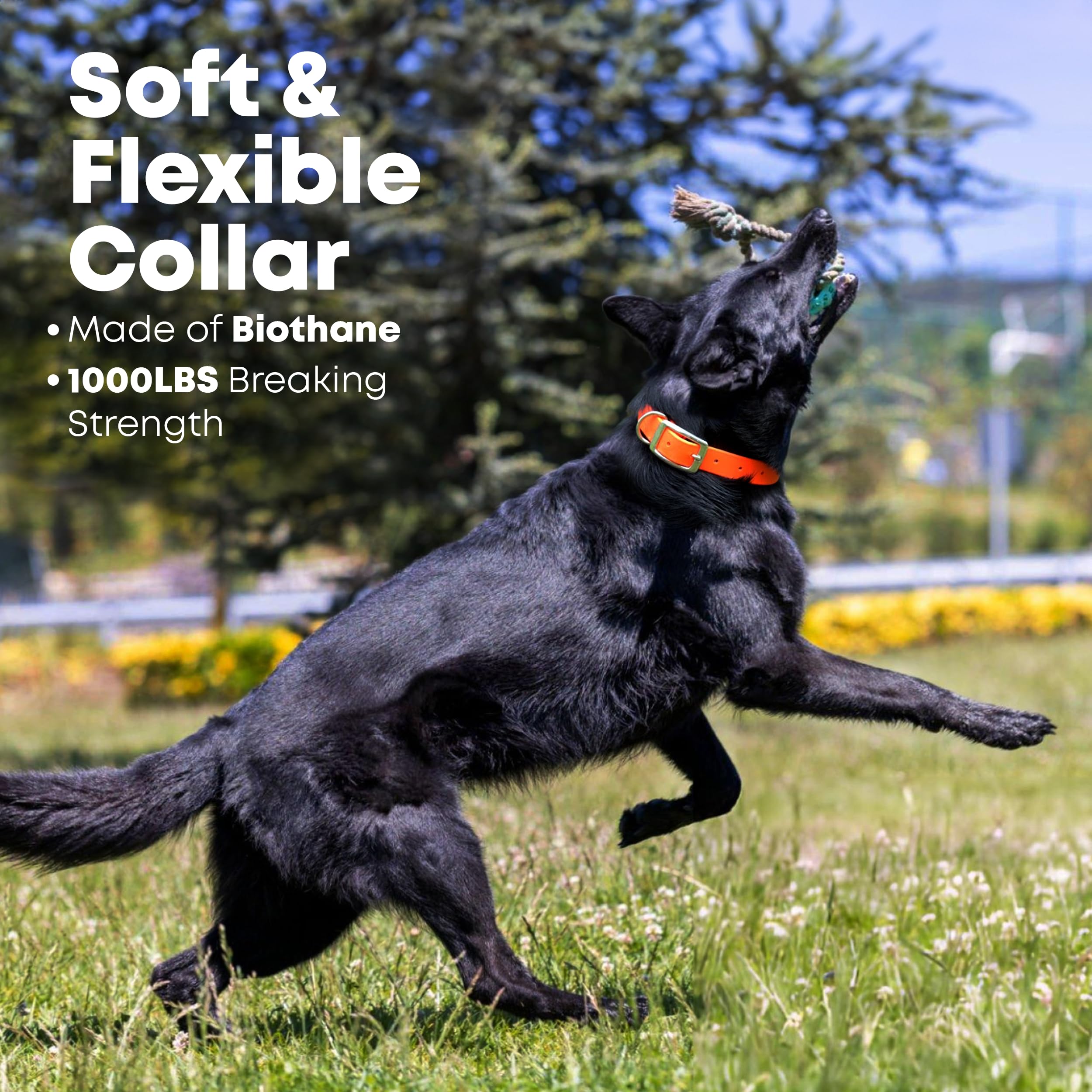 Regal Dog Products Medium Orange Dog Collar With Heavy Duty Double Buckle & D Ring | Vinyl Coated, Custom Fit, Adjustable Biotha