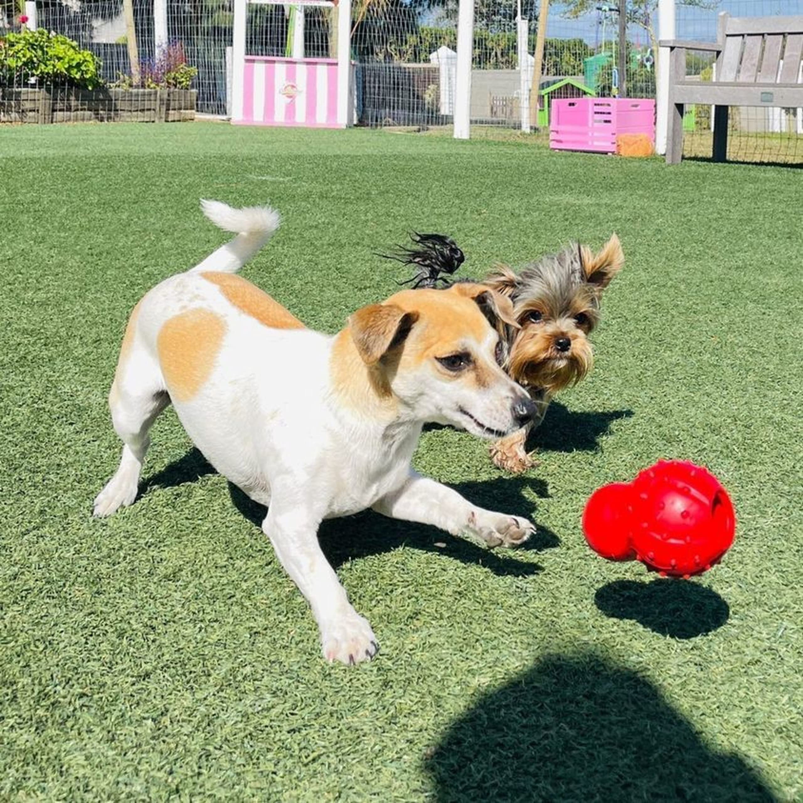 Nylabone Rubber Stuffable Cone Strong Chew Toy For Dogs, Dog Toys For Moderate & Aggressive Chewers, Bacon Flavor, Medium - Up To 35 Lbs, 1 Count