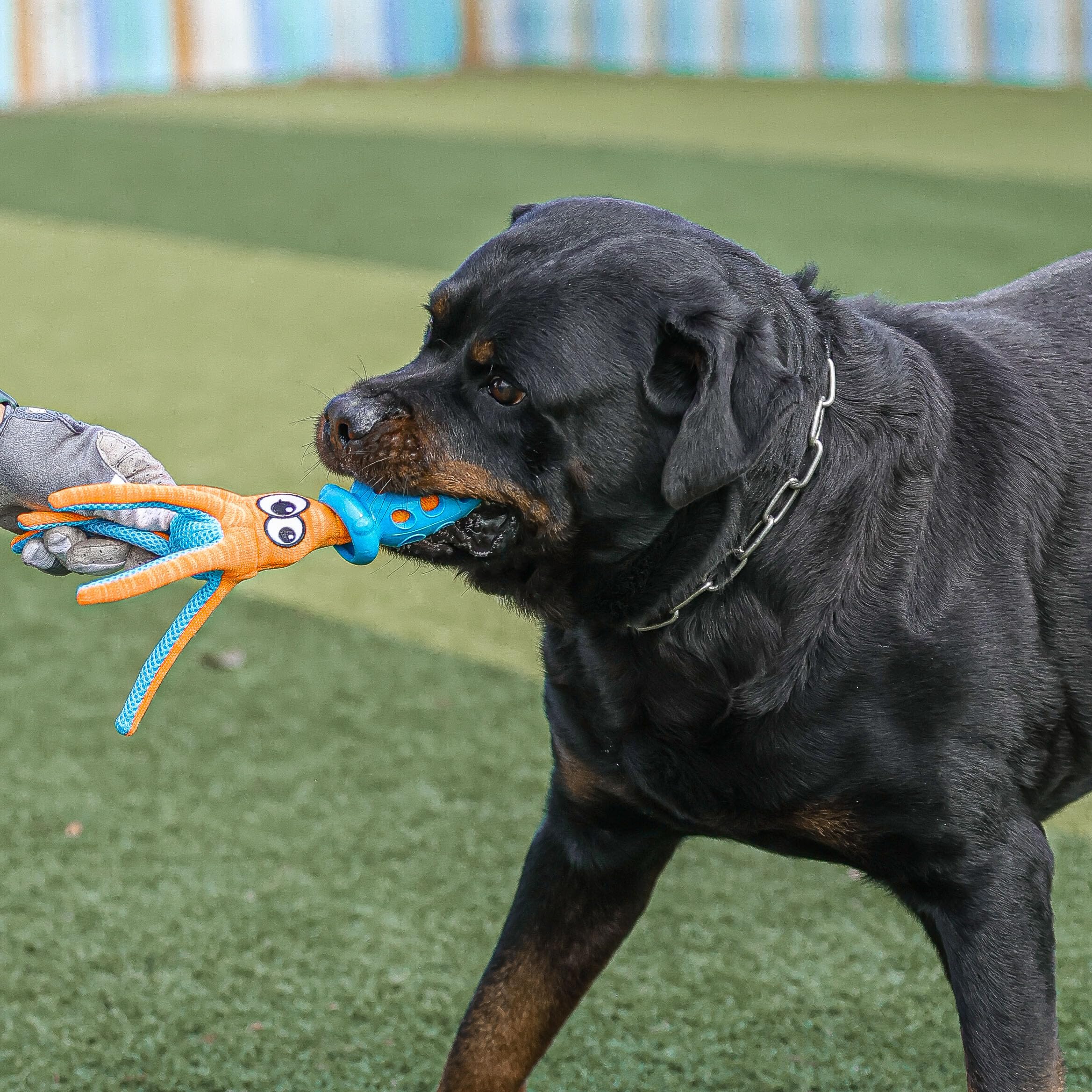 Squid Shaped Squeaky Dog Toys, Interactive Tug Of War And Teething Dog Toys, Safe Tpr Material, Cute Pet Toys For Dogs, Slinky D