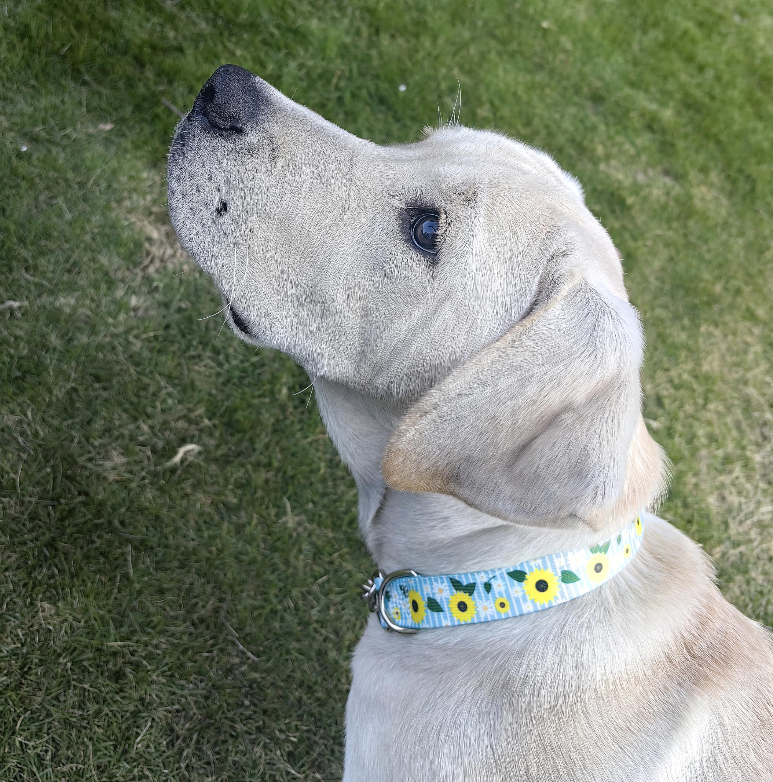 Martingale Collar For Dogs With Nylon & Steel Chain Limited Cinch Design, Sunflower No Choke Dog Collar, Adjustable No Pull Dog