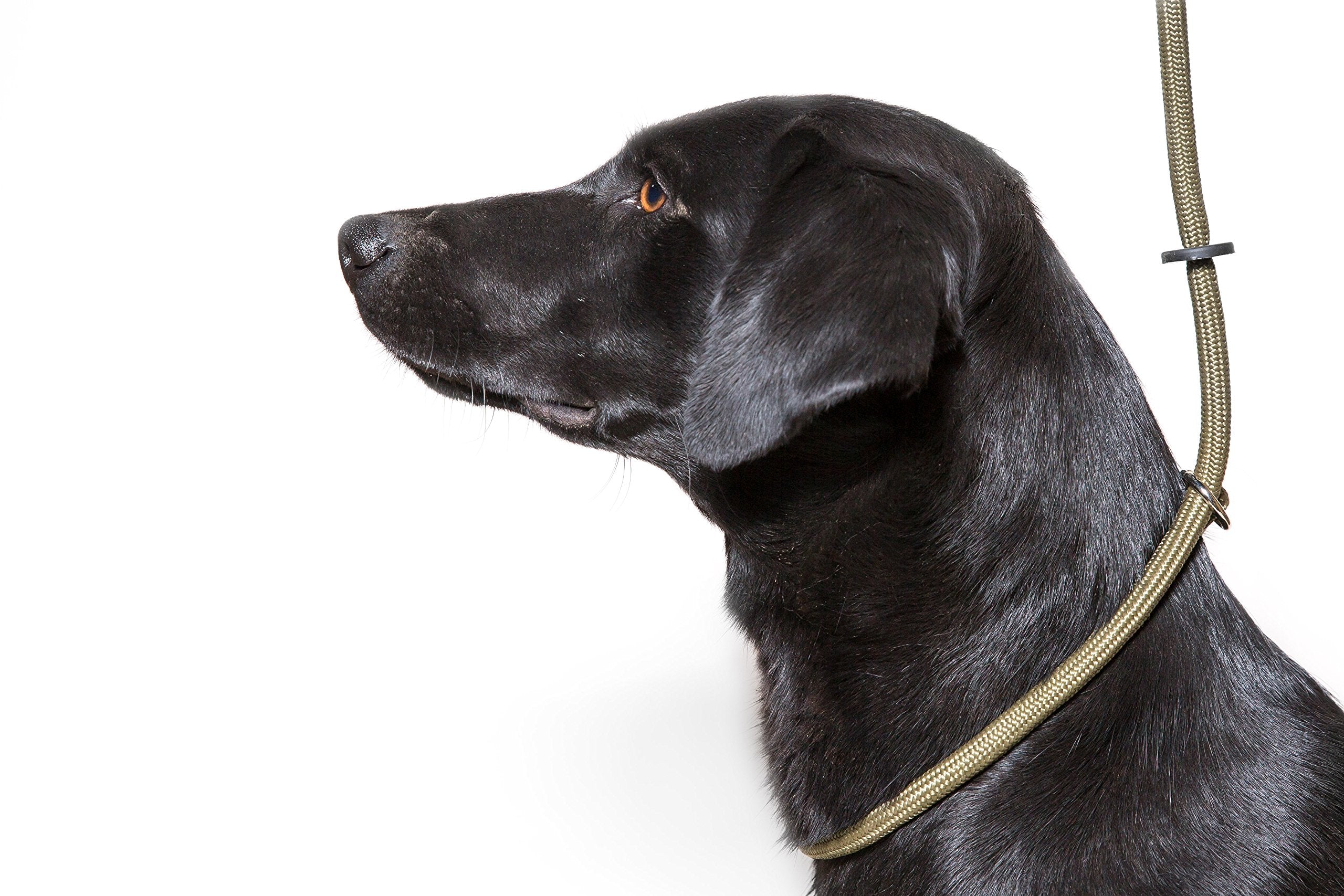 Dog & Field Deluxe Gundog Slip Leash - Green. Super Soft Braided Nylon Slip Leash For Dogs With Rubber Stopper, Easy To Slip On, No Collar Or Harness Needed. One Size Fits All Training Leash For Dogs