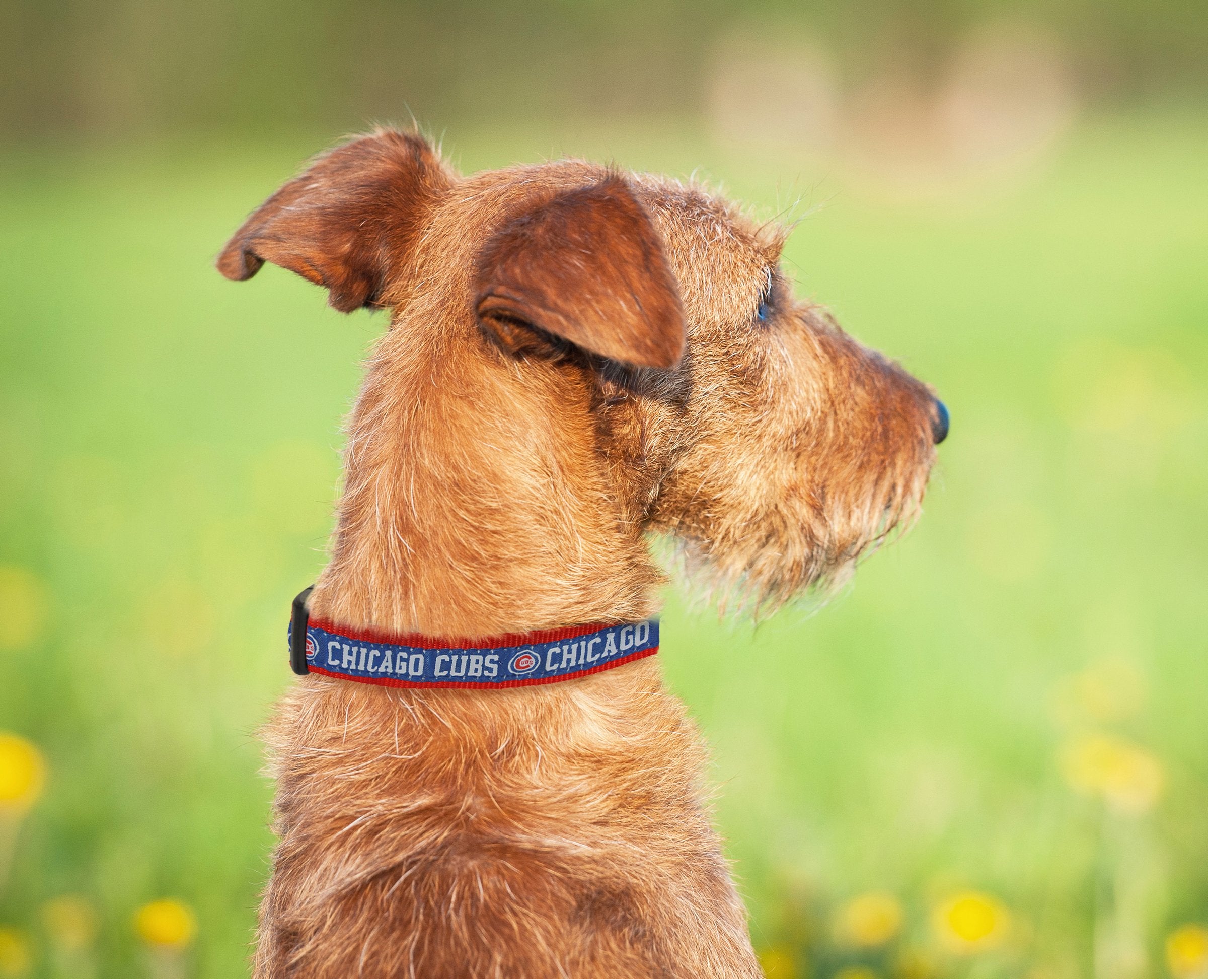 Mlb Chicago Cubs Licensed Pet Collar- Heavy-Duty, Strong, And Durable Dog Collar. Available In 29 Baseball Teams And 4 Sizes