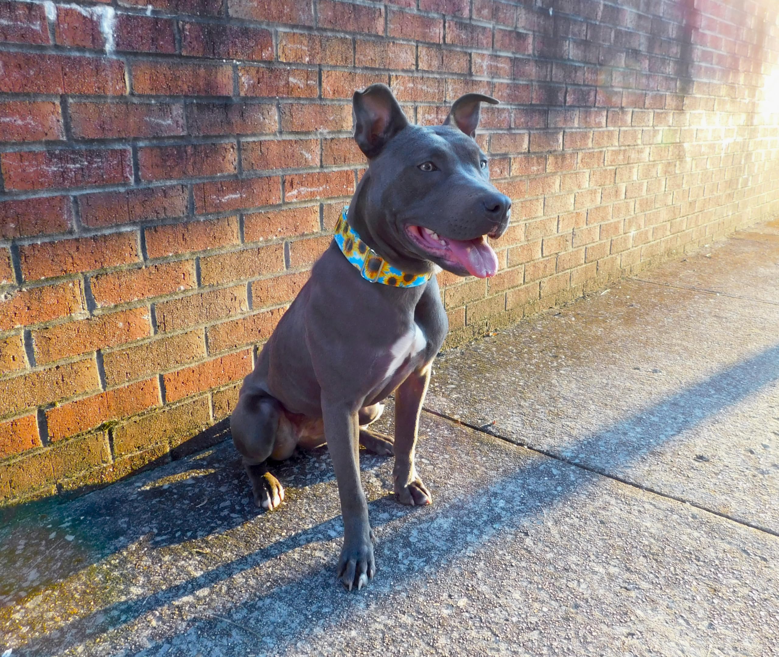 Country Brook Petz - Premium Sunflowers Dog Collar And Leash - Floral Collection With 8 Charming Designs (1 Inch, Large)