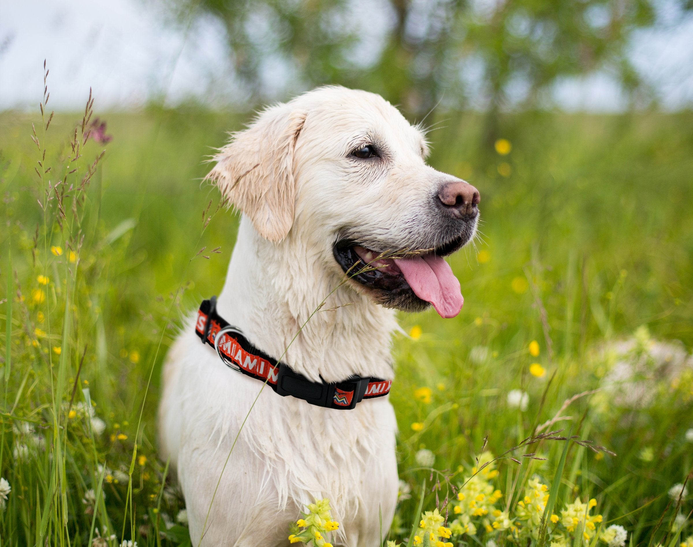 Mlb Miami Marlins Dog Collar, Large