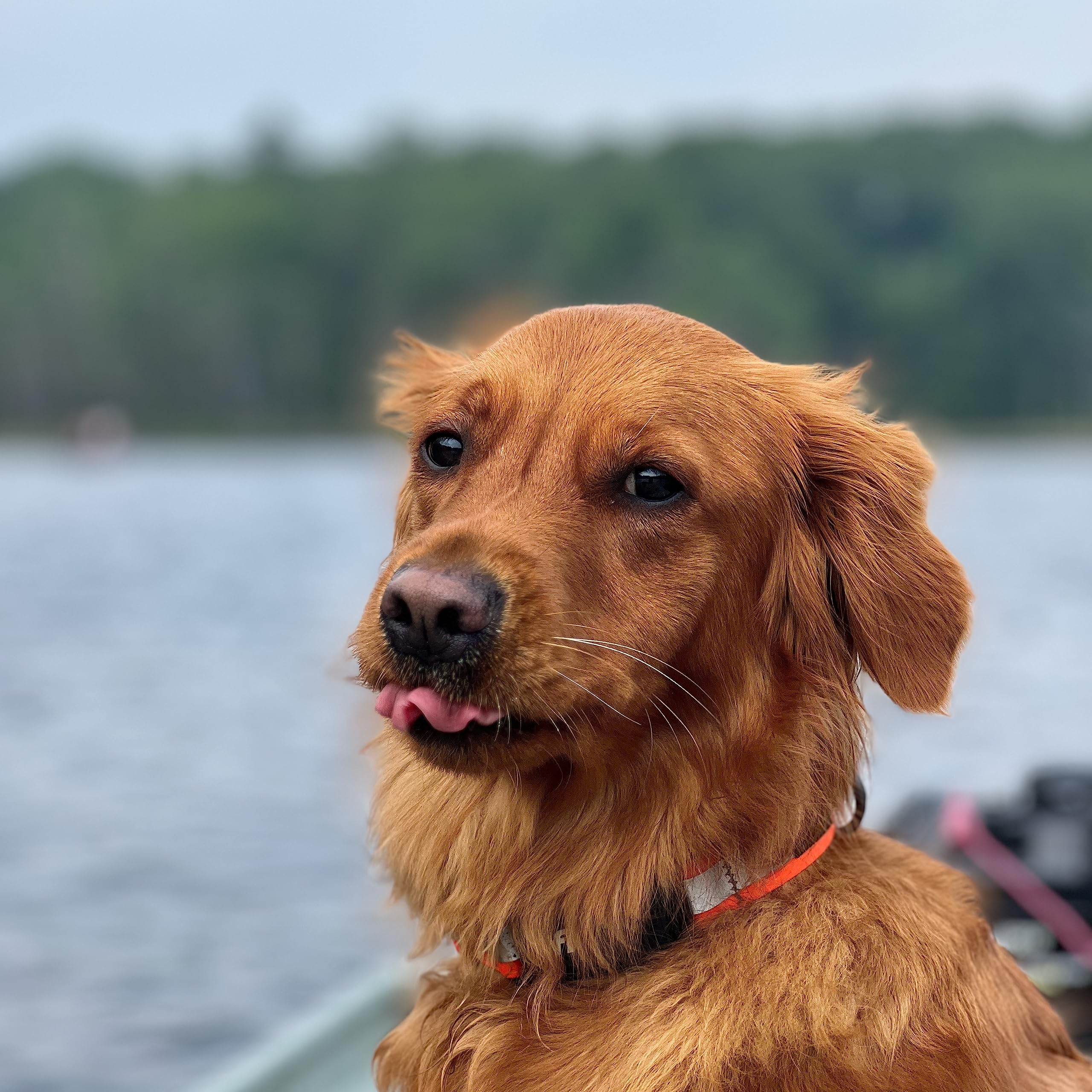 Stunt Puppy Dog Collar, Fi Series 3 Readye, Fishtail Teal, Small - Compatible With Fi Gps Device (Not Included)