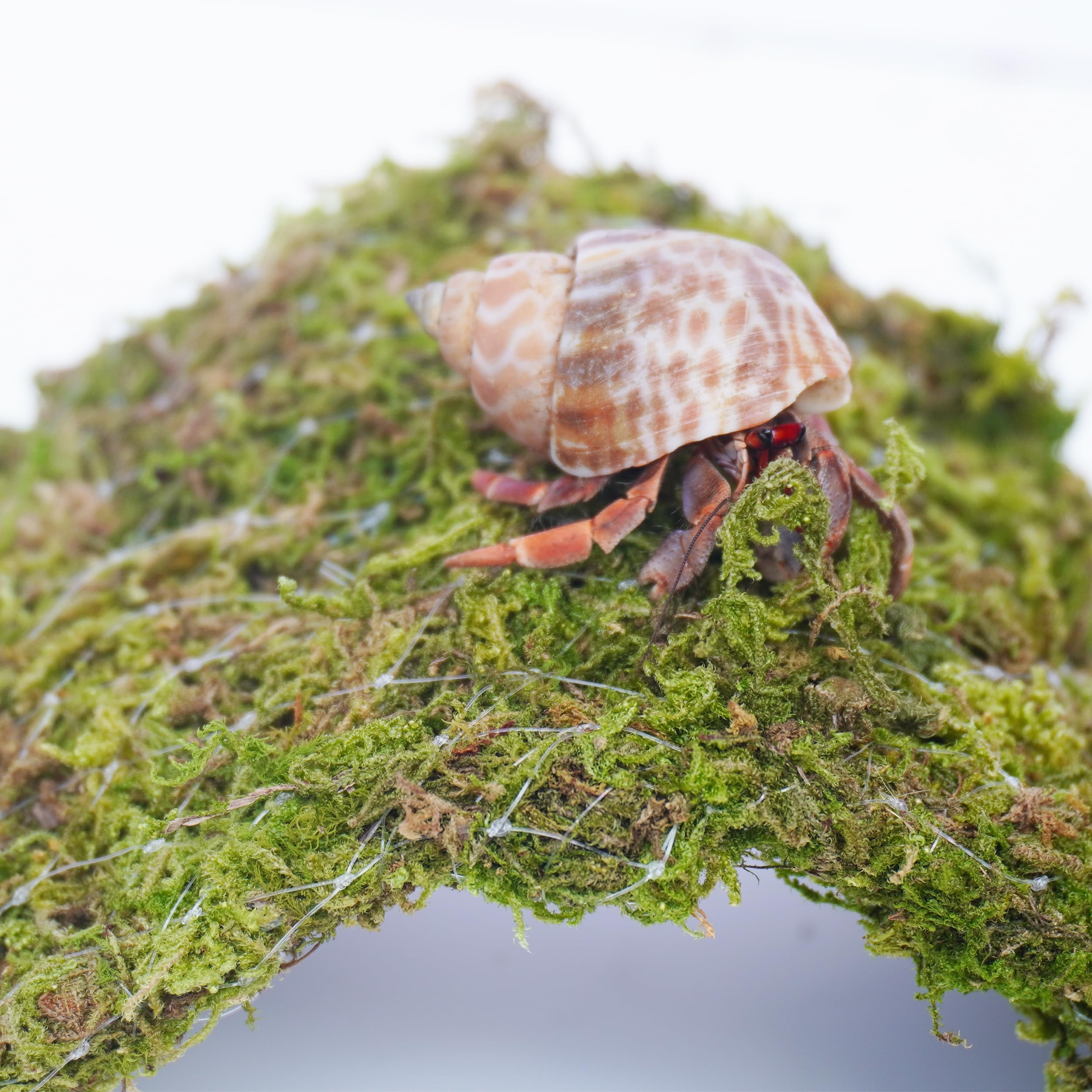 Begeterday Hermit Crab Climbing Toys, 13.5 Inch Bendable Climbing Bridge, Ideal Hermit Crab Supplies For 10 Gallon Hermit Crab T