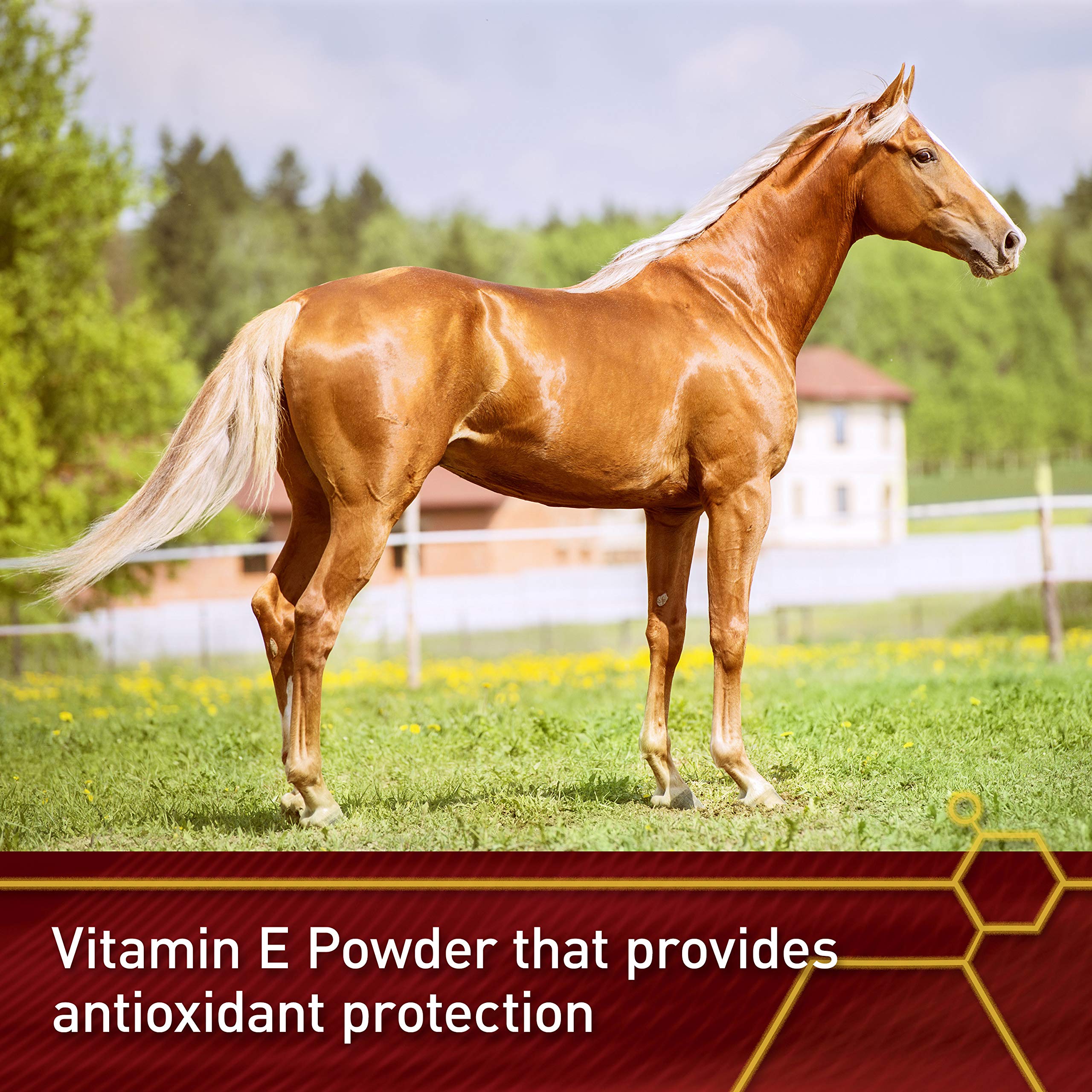 Vita Flex Pro E-5000 Premium Quality Horse Vitamin E, 4 lbs., 128-Day Supply