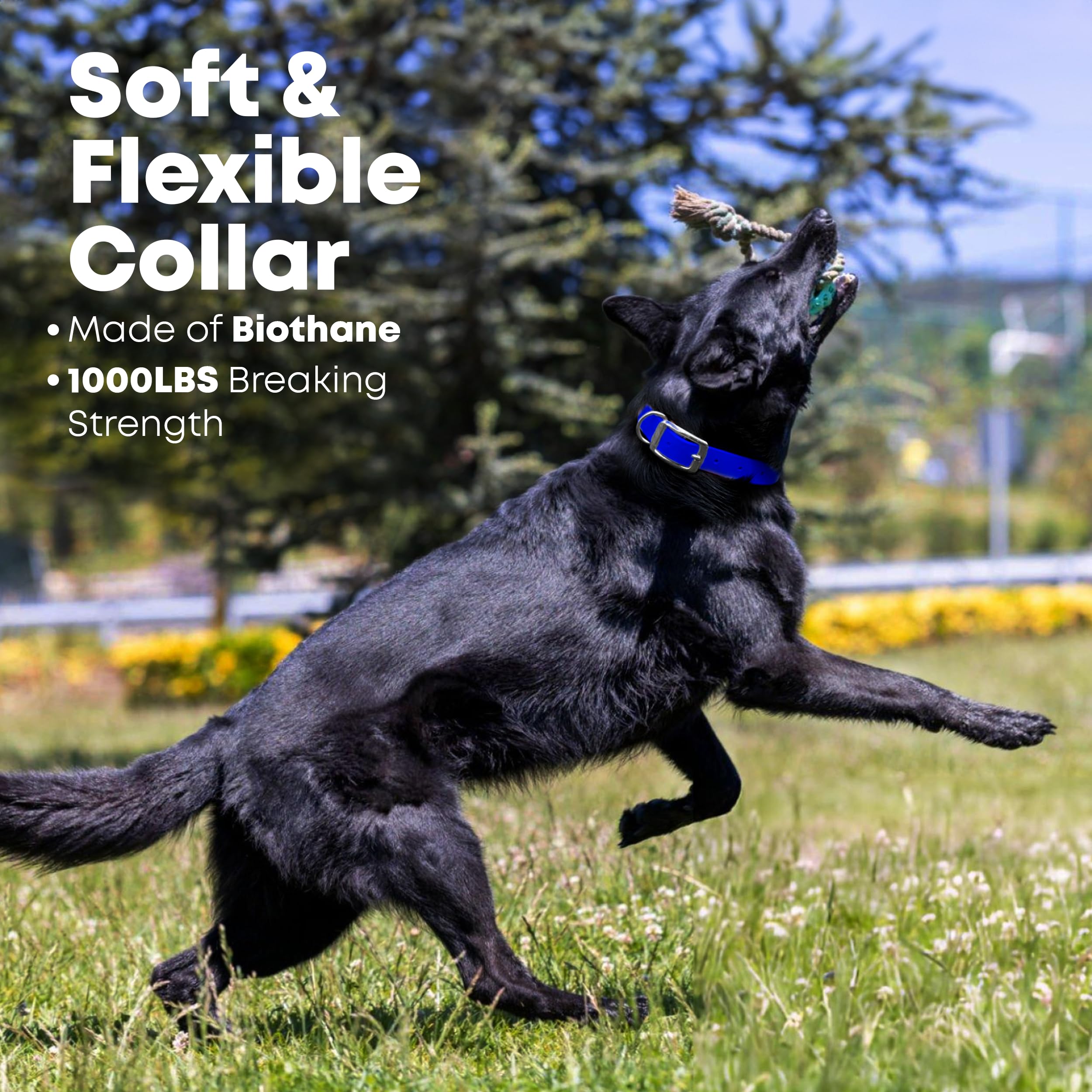 Regal Dog Products Large Blue Dog Collar With Heavy Duty Double Buckle & D Ring | Vinyl Coated, Custom Fit, Adjustable Biothane