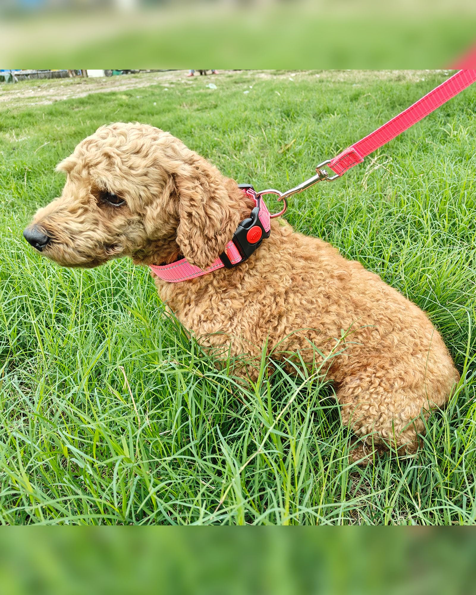 Aeclleca Reflective Dog Collar And Leash Set With Safety Locking Buckle,Adjustable Soft Nylon Pet Collars For Small Medium Dogs
