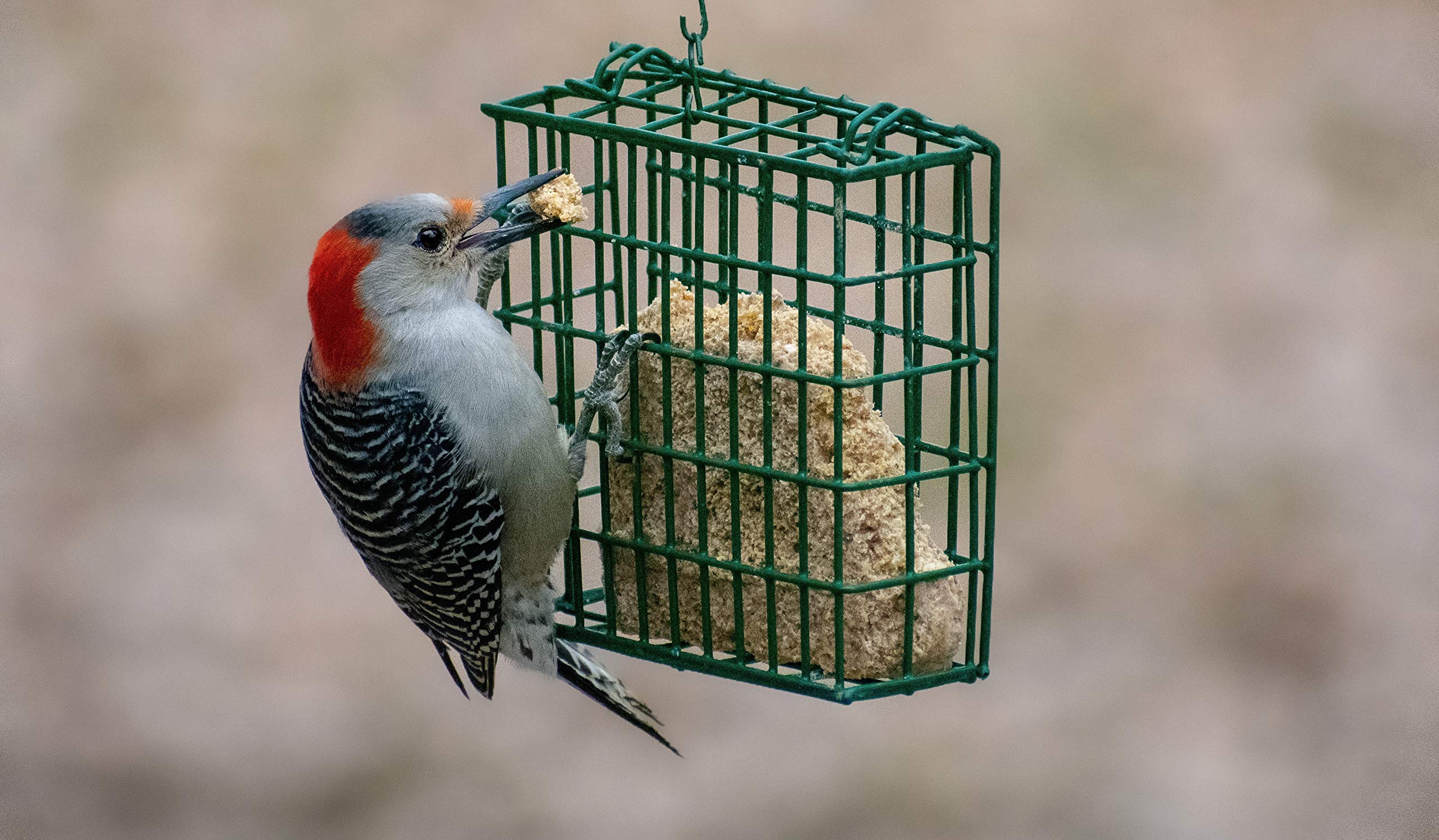C&S Woodpecker Delight No Melt Suet Dough 11.75 Ounces, 12 Pack