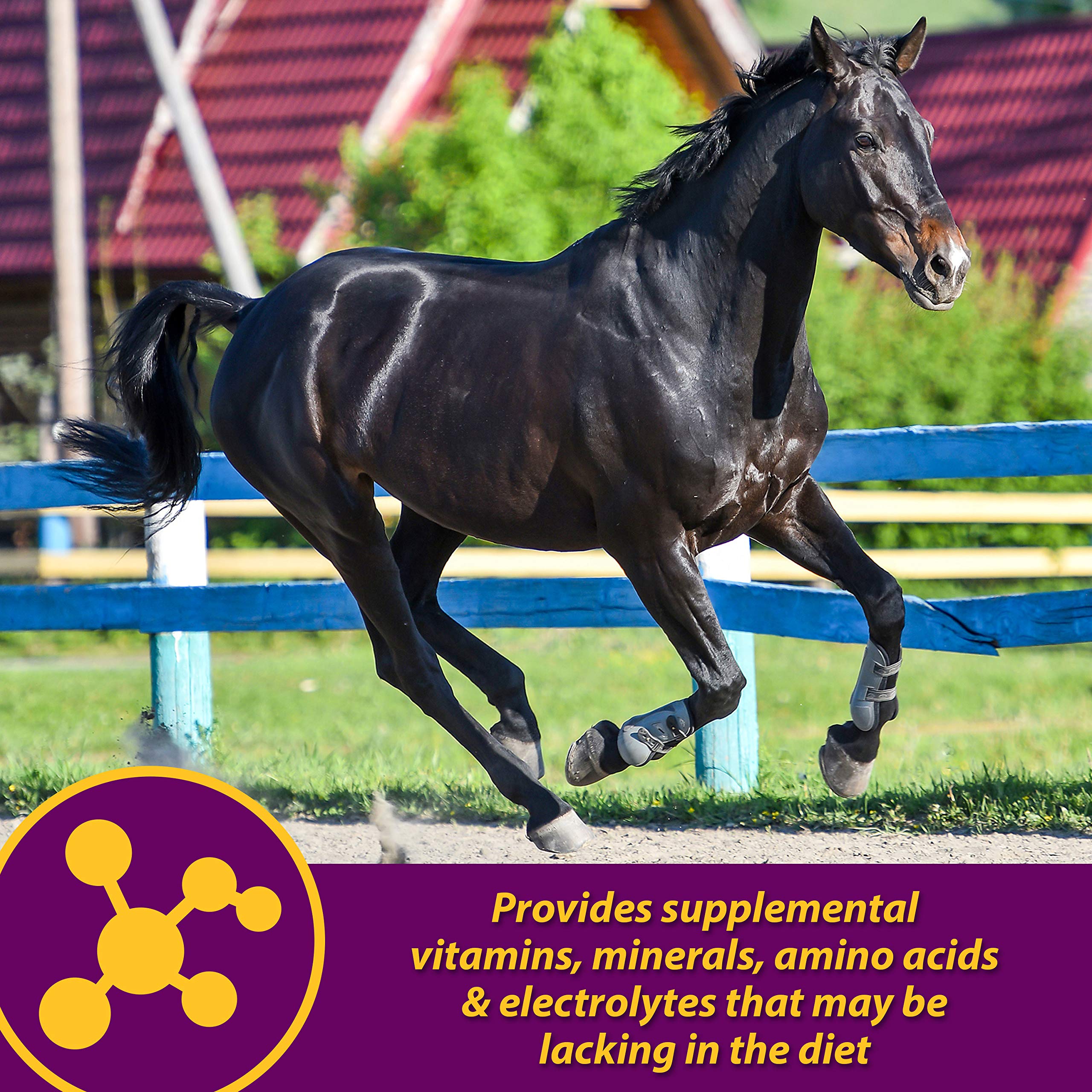 Horse Health Maxum Crumbles Concentrated Feed Supplement for Horses, Provides a Wide Range of Beneficial nutrients for Todays E